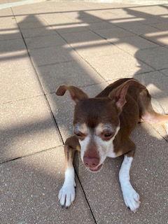 Enlarge Daisy ADOPTED, a Adoptable Chihuahua in Tampa, FL image 3/3