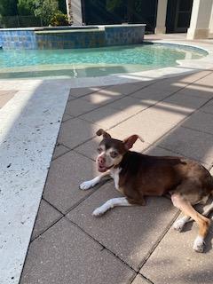 Enlarge Daisy ADOPTED, a Adoptable mixed breed in Tampa, FL image 9/9