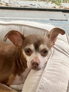 Enlarge Daisy ADOPTED, a Adoptable mixed breed in Tampa, FL image 7/9