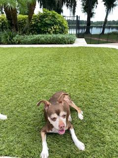 Enlarge Daisy ADOPTED, a Adoptable mixed breed in Tampa, FL image 8/9