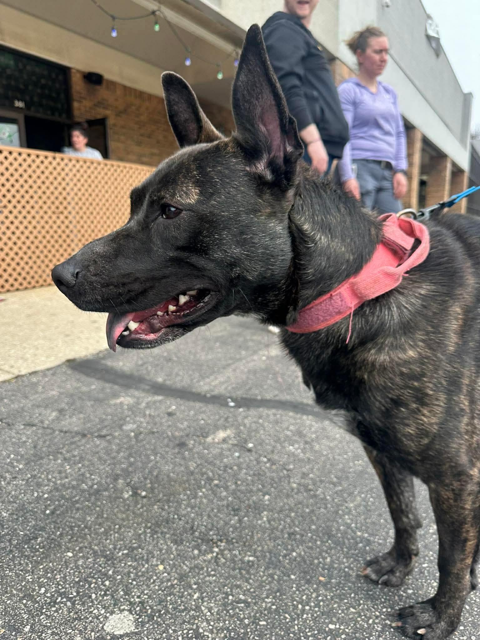 Enlarge Janey, a Adoptable Belgian Shepherd / Malinois in Germantown, OH image 2/3