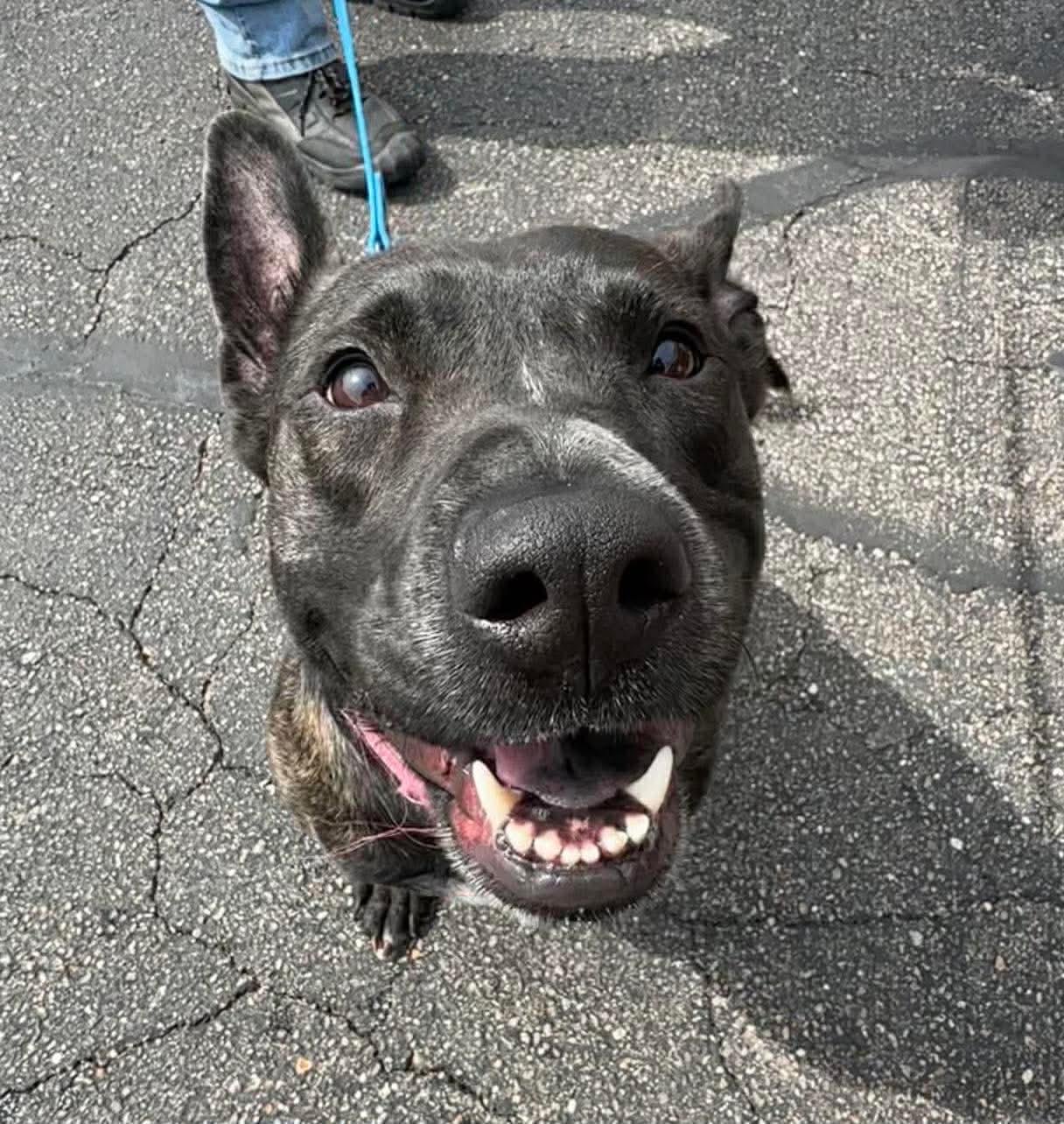 Enlarge Janey, a Adoptable Belgian Shepherd / Malinois in Germantown, OH image 3/3