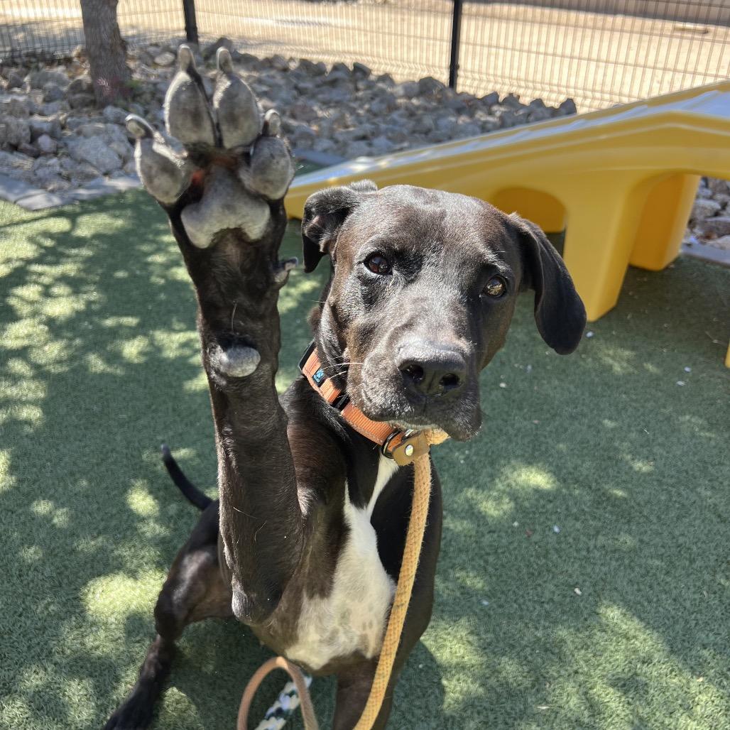 Sweetie, a Adoptable mixed breed in Apache Junction, AZ image 1/6