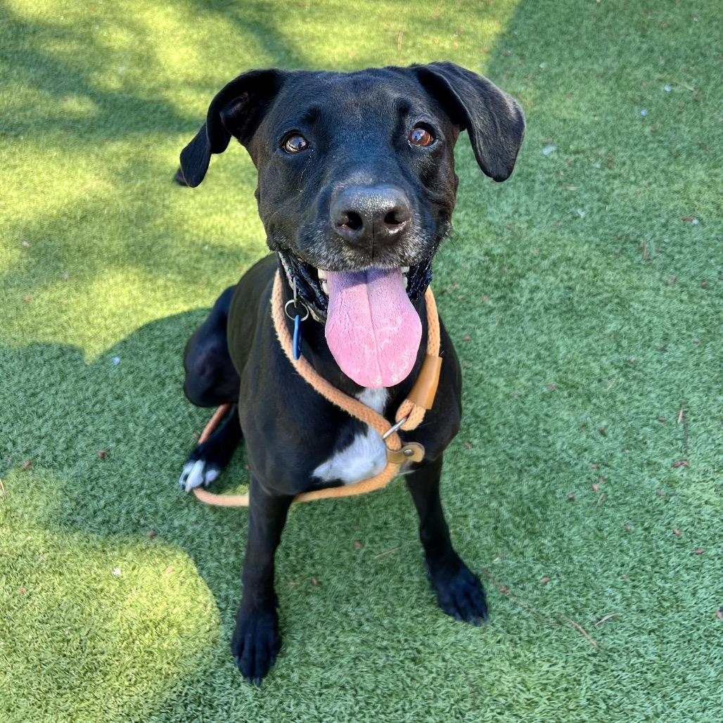 Enlarge Sweetie, a Adoptable mixed breed in Apache Junction, AZ image 2/6