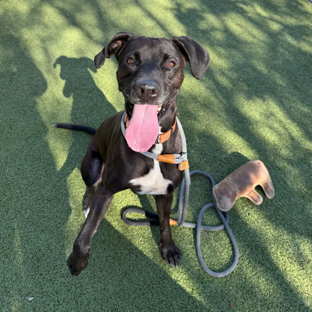 Sweetie, a Adoptable mixed breed in Apache Junction, AZ image 2/6