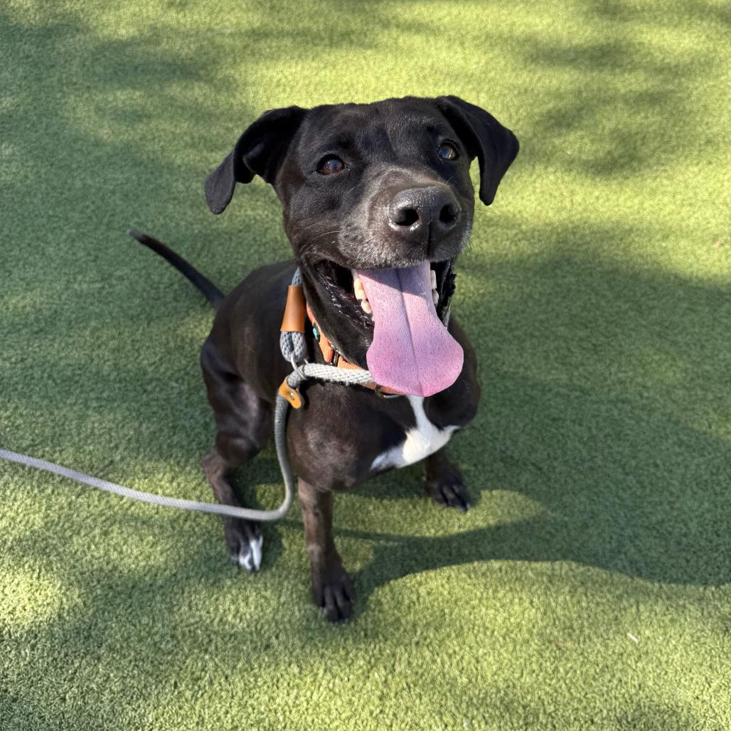 Sweetie, a Adoptable mixed breed in Apache Junction, AZ image 3/6