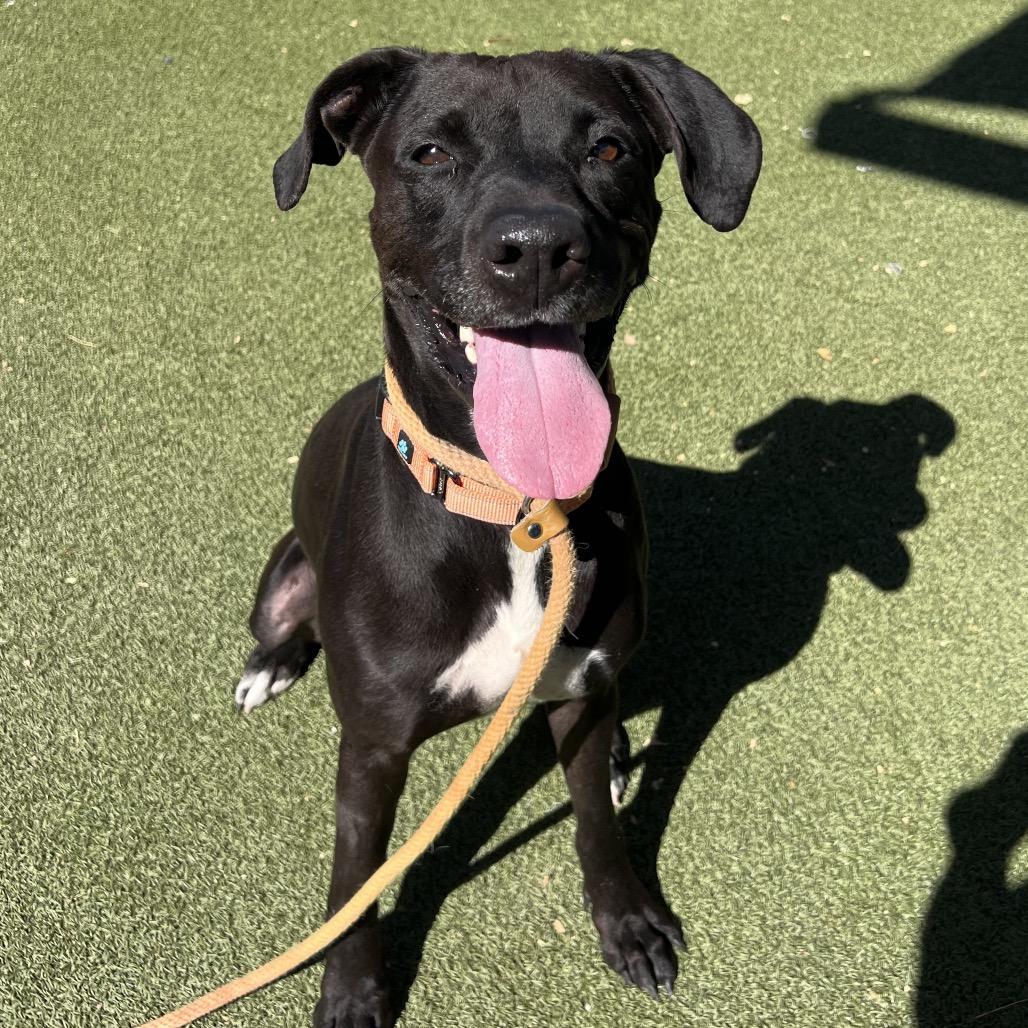 Sweetie, a Adoptable mixed breed in Apache Junction, AZ image 4/6