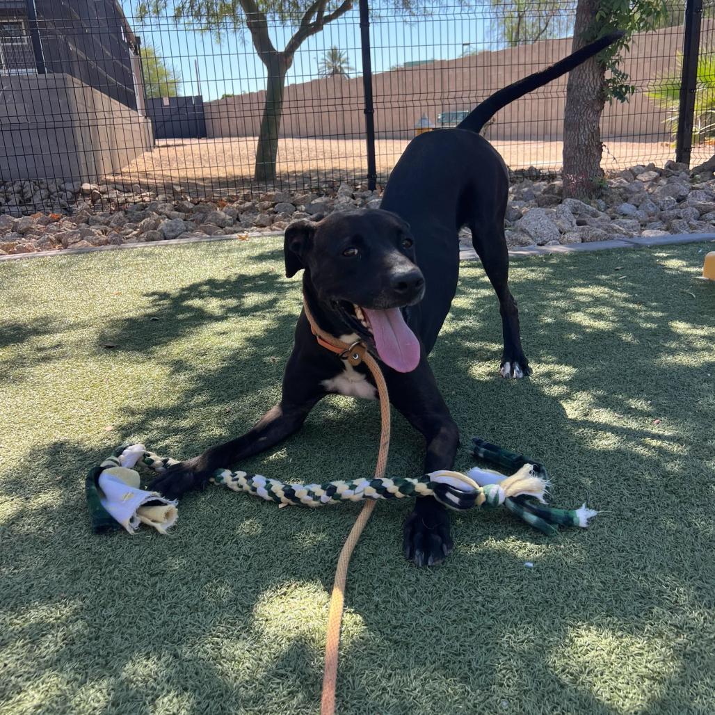 Sweetie, a Adoptable mixed breed in Apache Junction, AZ image 5/6