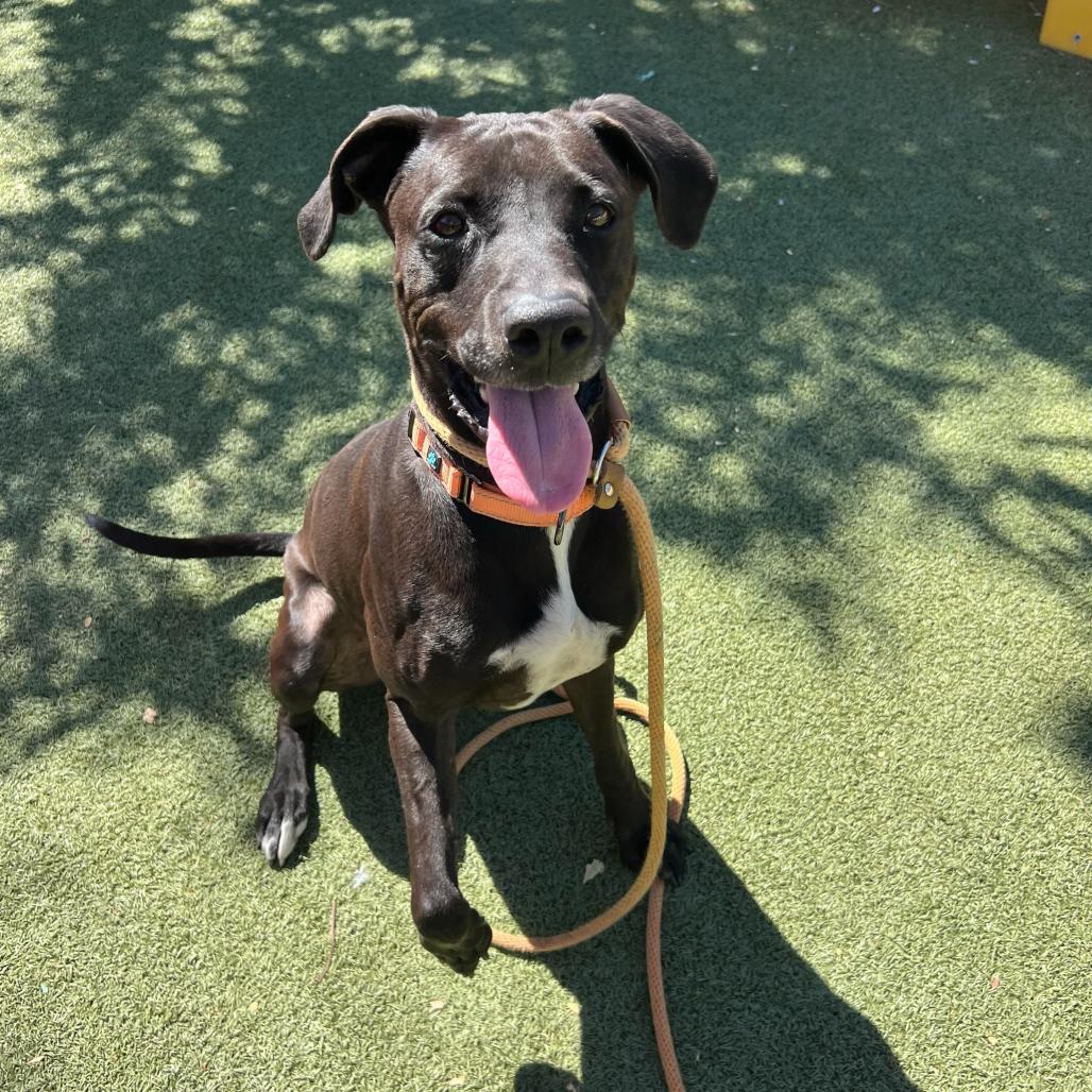 Sweetie, a Adoptable mixed breed in Apache Junction, AZ image 6/6