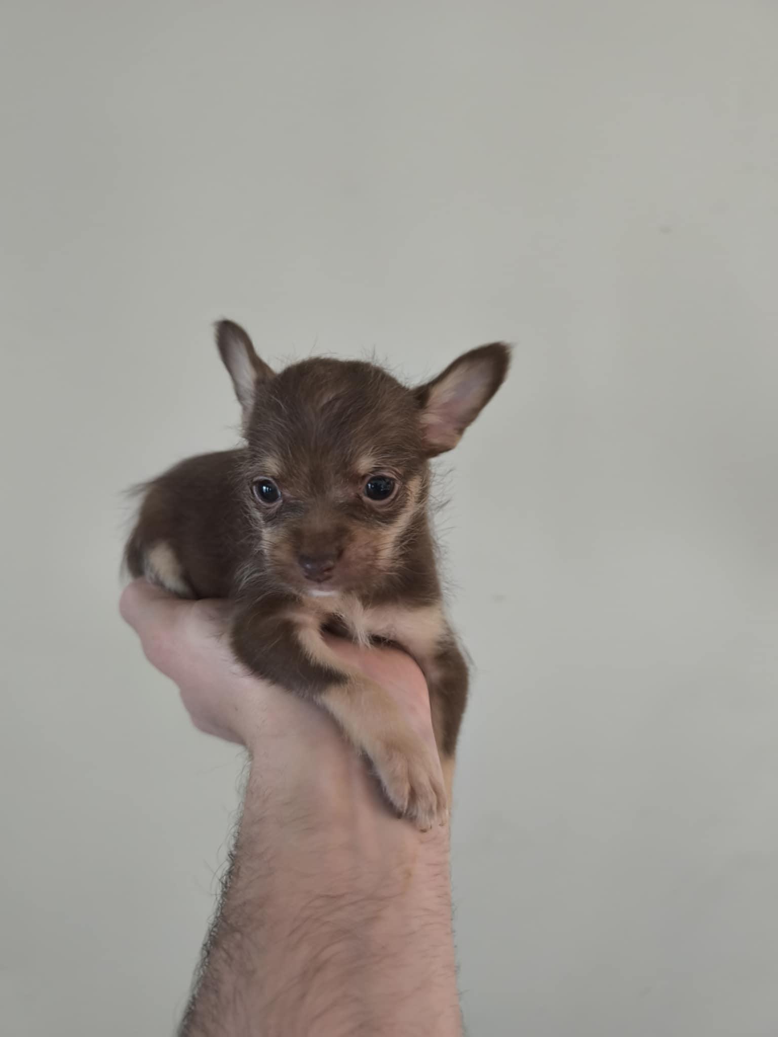Enlarge Choky, an adopted mixed breed in Northlake, IL image 1/6