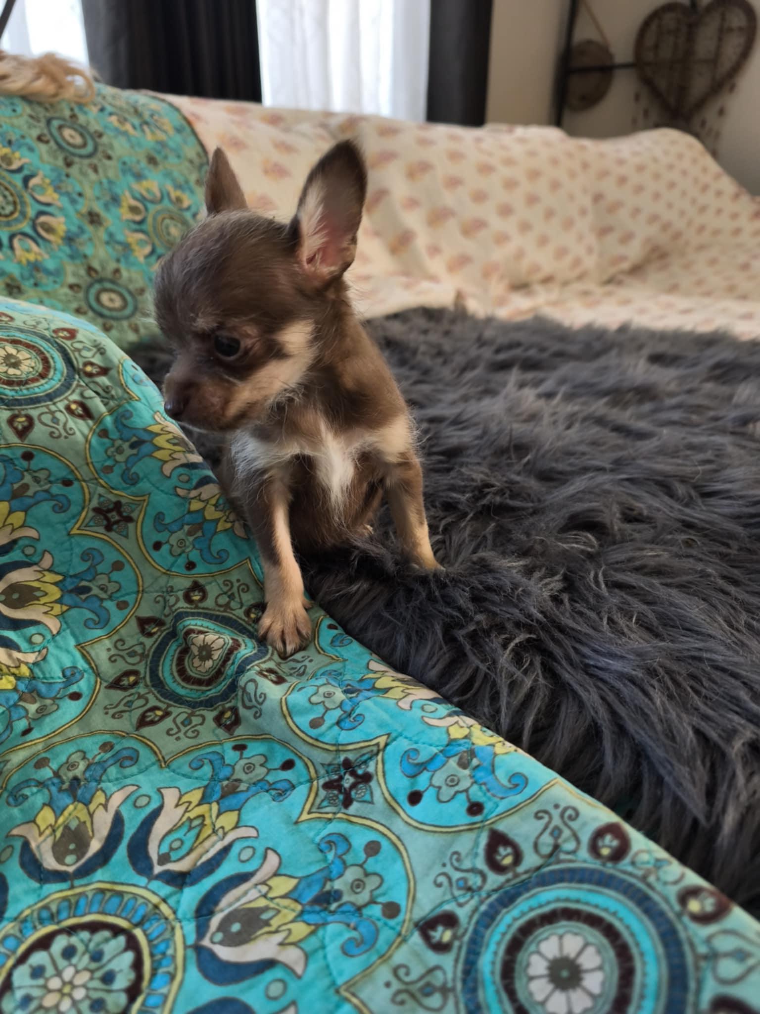 Enlarge Choky, an adopted mixed breed in Northlake, IL image 5/6