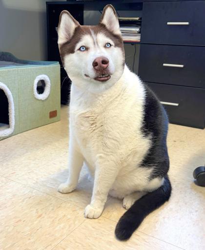Enlarge Houdini, a Adoptable mixed breed in New Hope, PA image 1/2