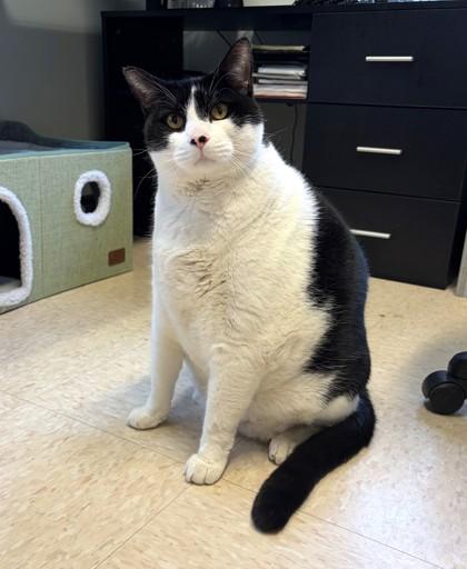 Enlarge Houdini, a Adoptable mixed breed in New Hope, PA image 2/2