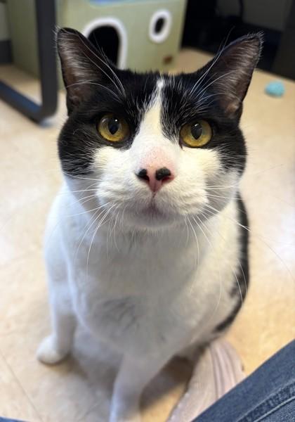 Enlarge Houdini, a Adoptable mixed breed in New Hope, PA image 1/3