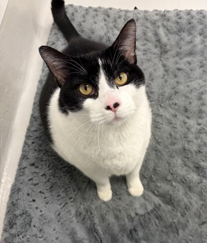 Enlarge Houdini, a Adoptable mixed breed in New Hope, PA image 2/3