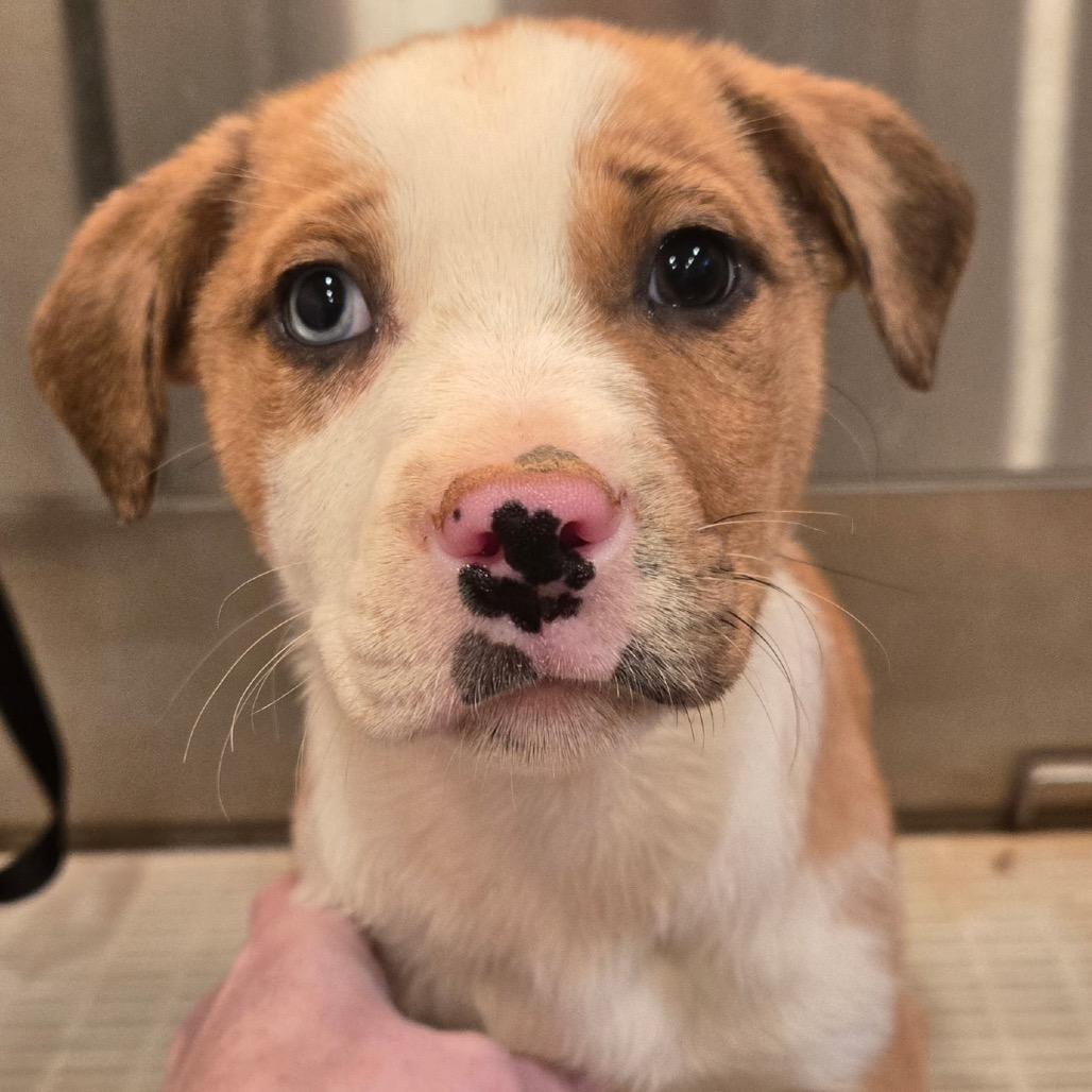 Cheesecake — thumbnail 2