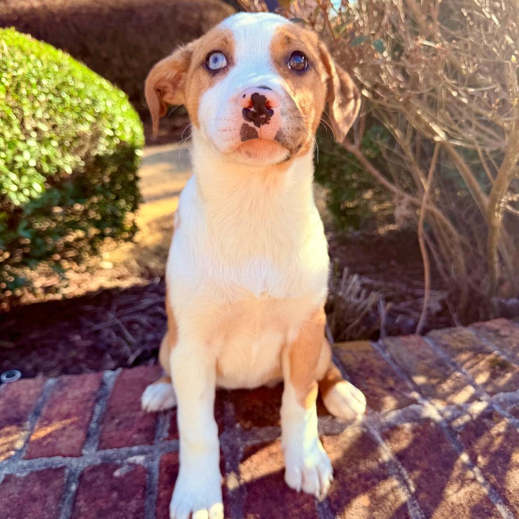 Cheesecake — thumbnail 4