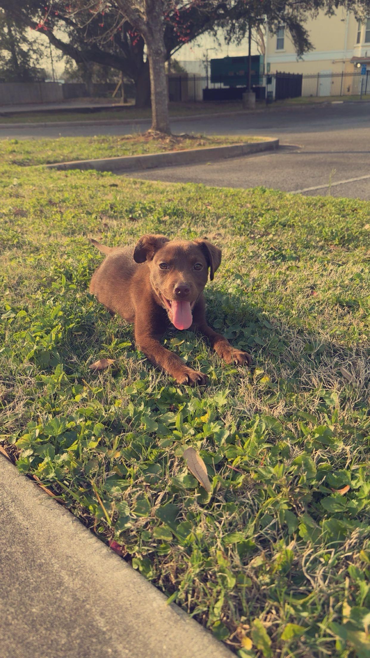 Lilie, a Adoptable mixed breed in Mobile, AL image 2/4