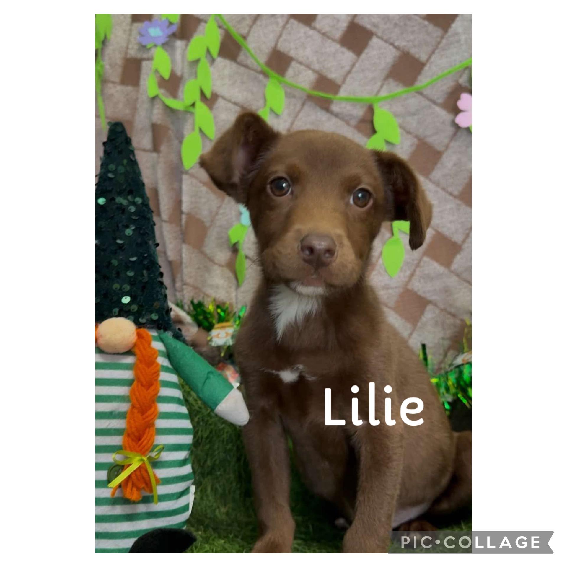 Lilie, a Adoptable mixed breed in Mobile, AL image 3/4