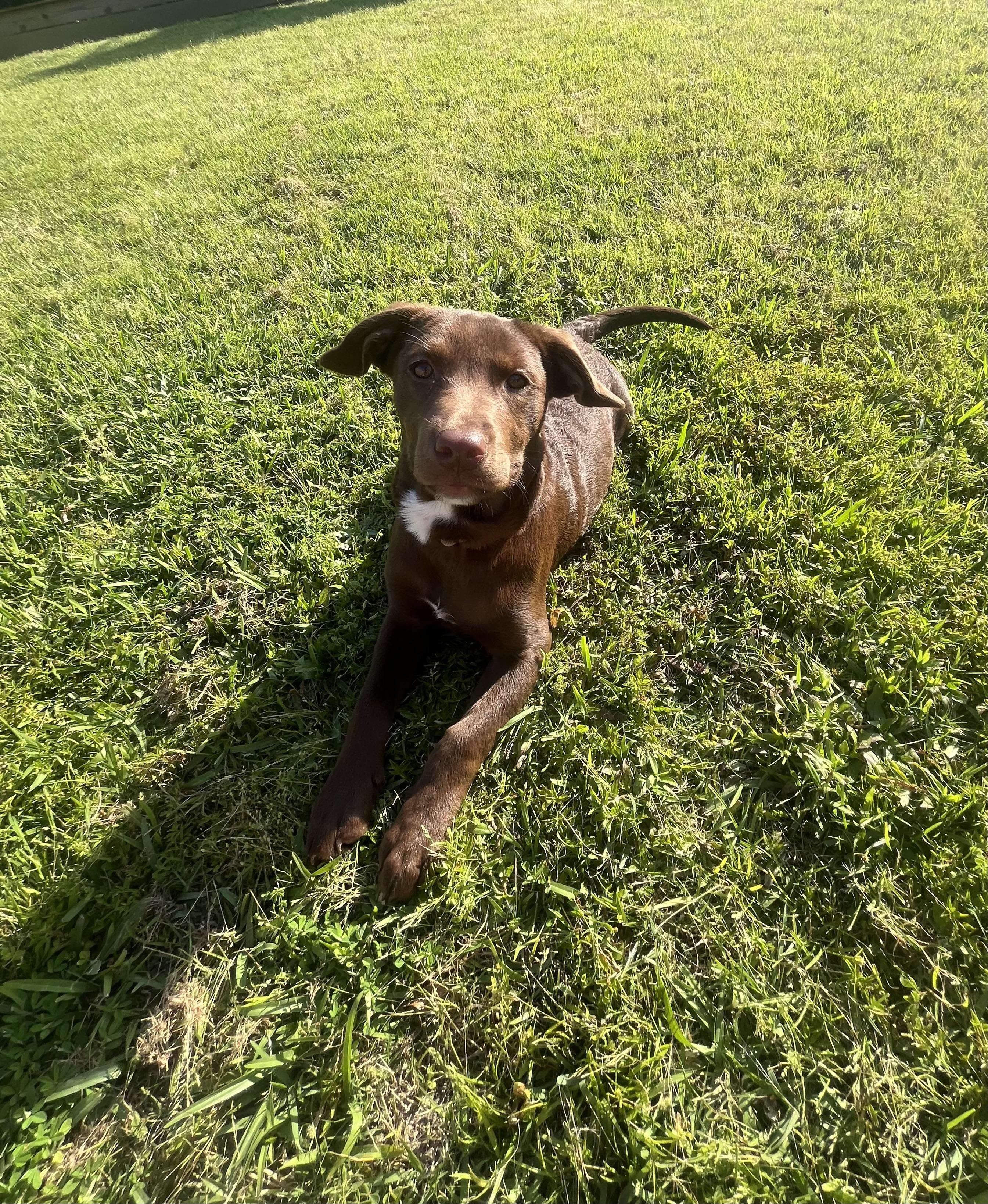 Lilie