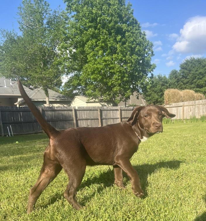 Lilie, a Adoptable mixed breed in Mobile, AL image 1/4