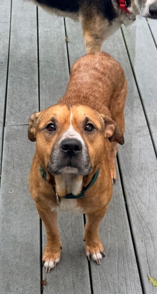 Junior, Adoptable, Adult Male American Bulldog & Mixed Breed.