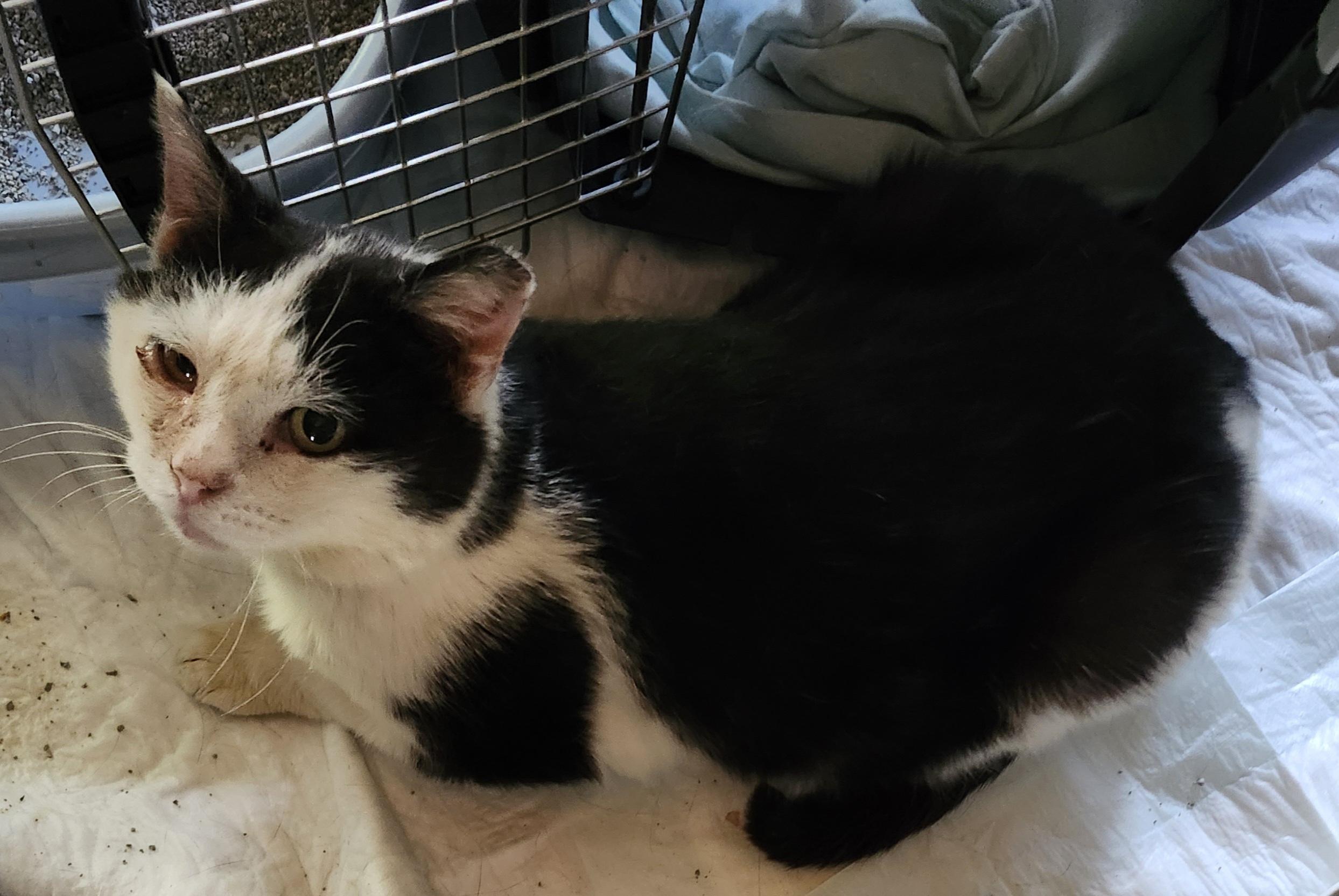 Enlarge "BERNIE", a ADOPTABLE Domestic Short Hair in North East, MD image 3/3