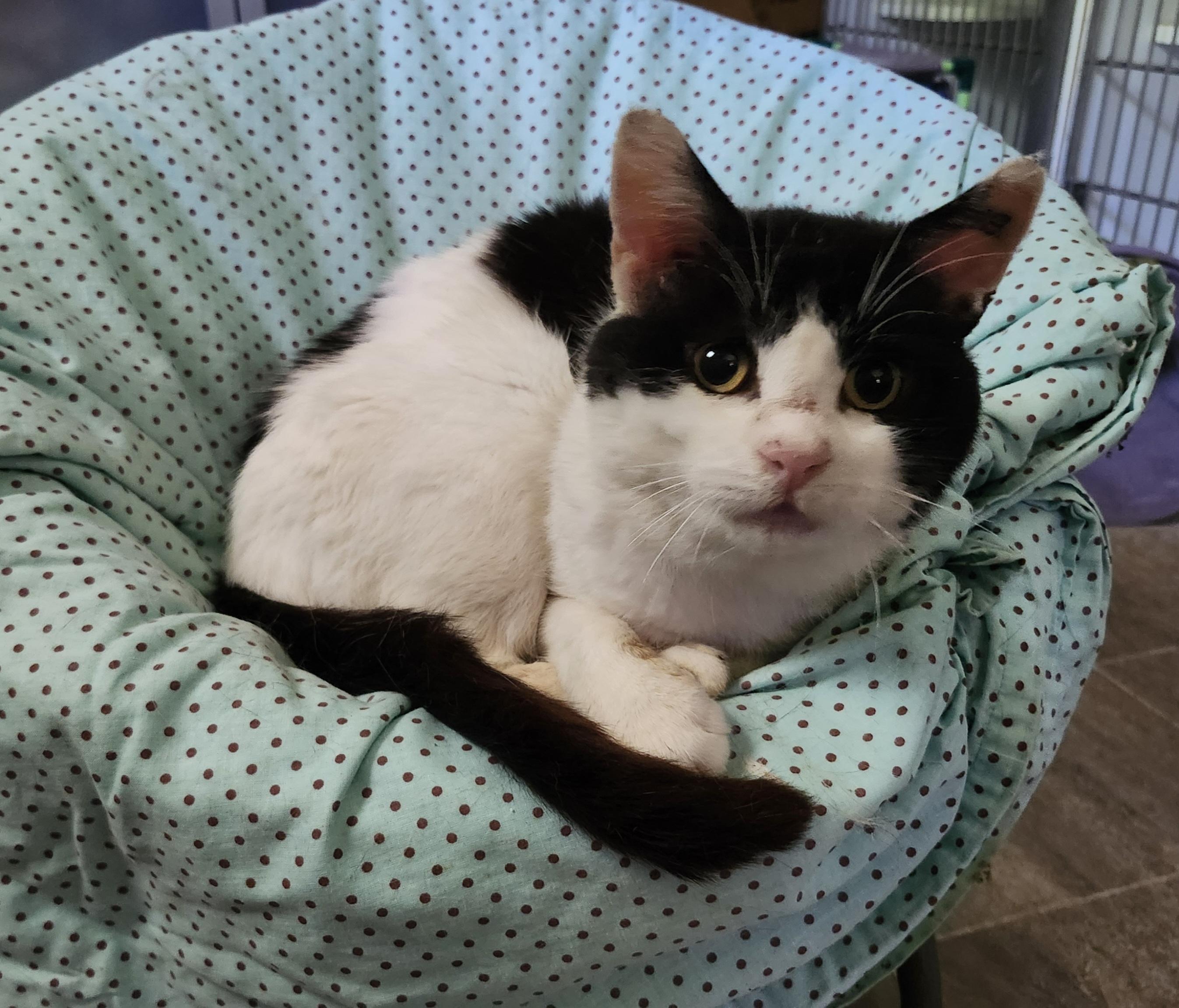 "BERNIE", ADOPTABLE, Adult Male Domestic Short Hair.