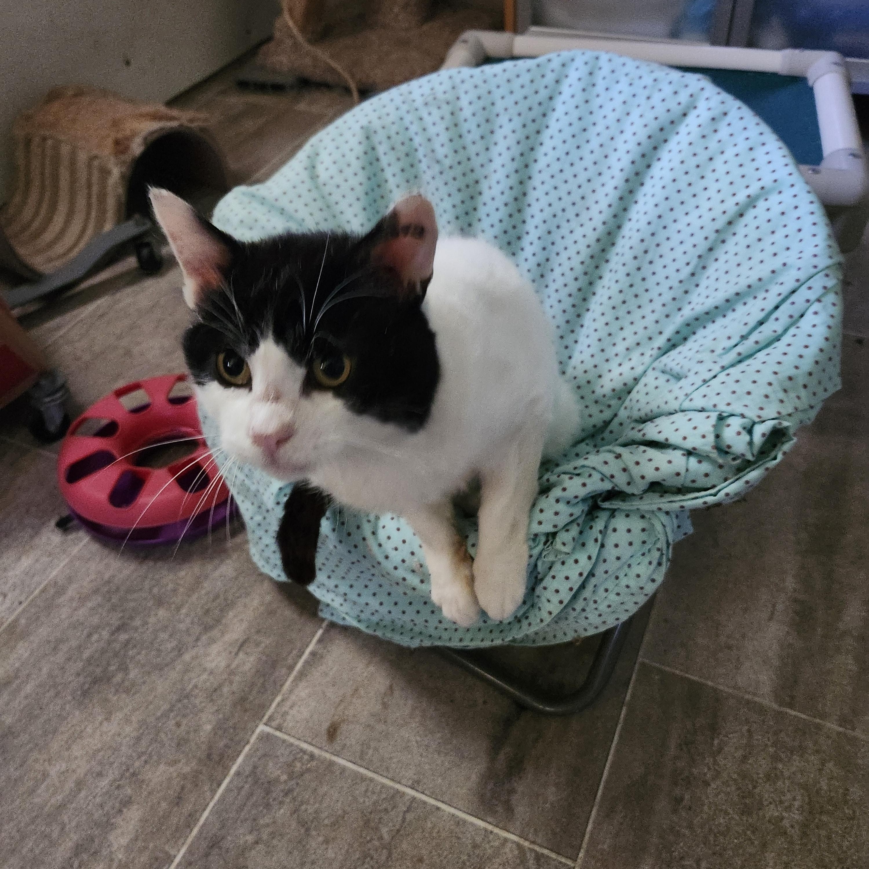 Enlarge "BERNIE", a ADOPTABLE Domestic Short Hair in North East, MD image 2/3