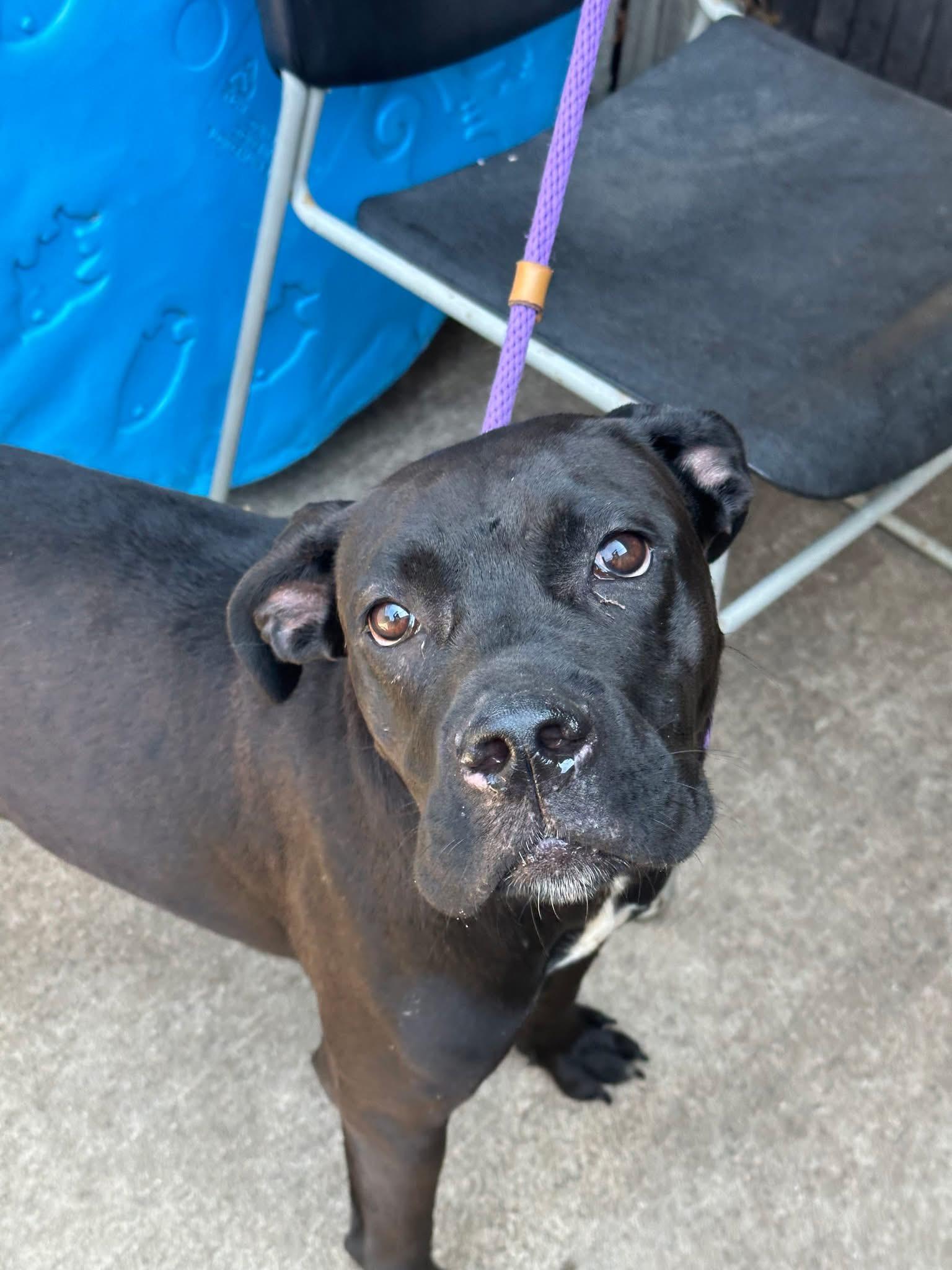 Enlarge Sybil, a ADOPTABLE Pit Bull Terrier in Chicago, IL image 4/5