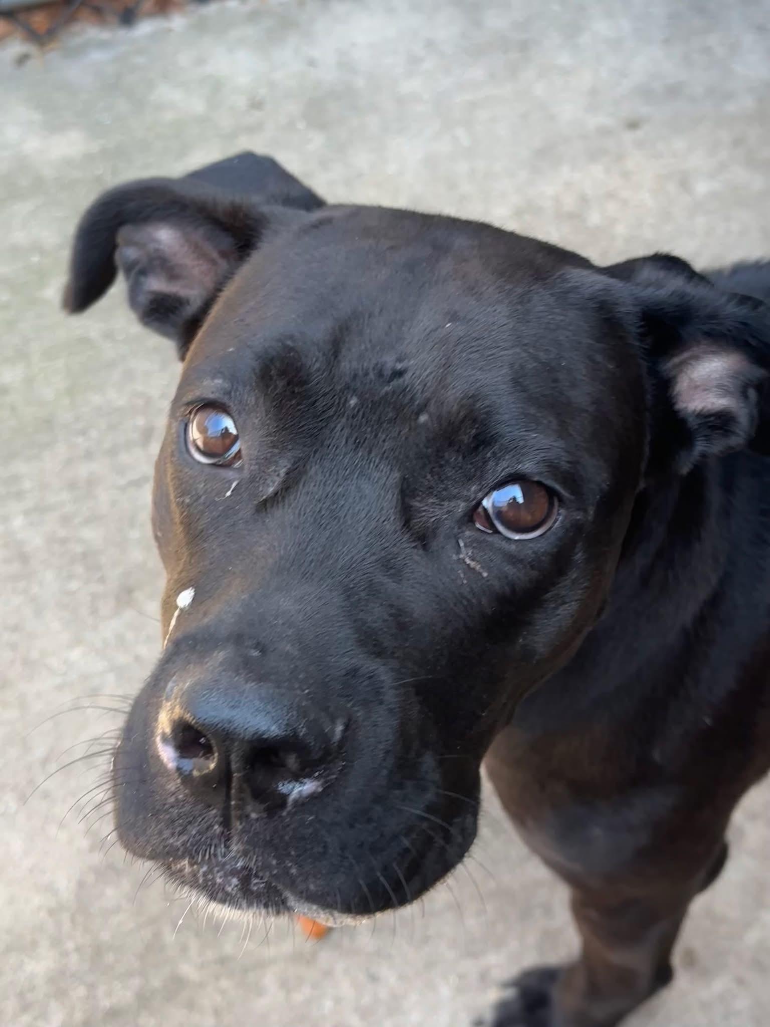 Enlarge Sybil, a ADOPTABLE Pit Bull Terrier in Chicago, IL image 2/5
