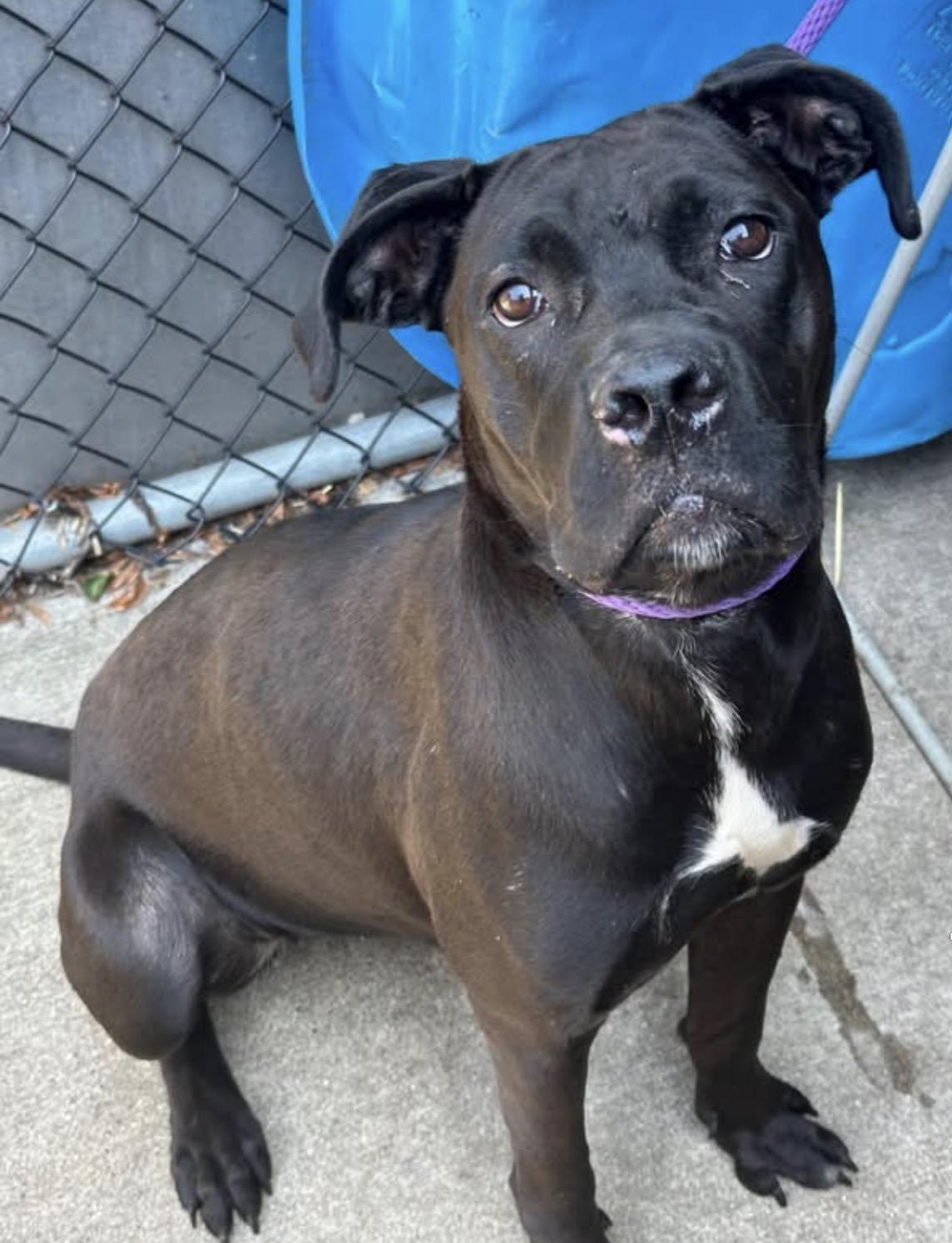 Enlarge Sybil, a ADOPTABLE Pit Bull Terrier in Chicago, IL image 3/5