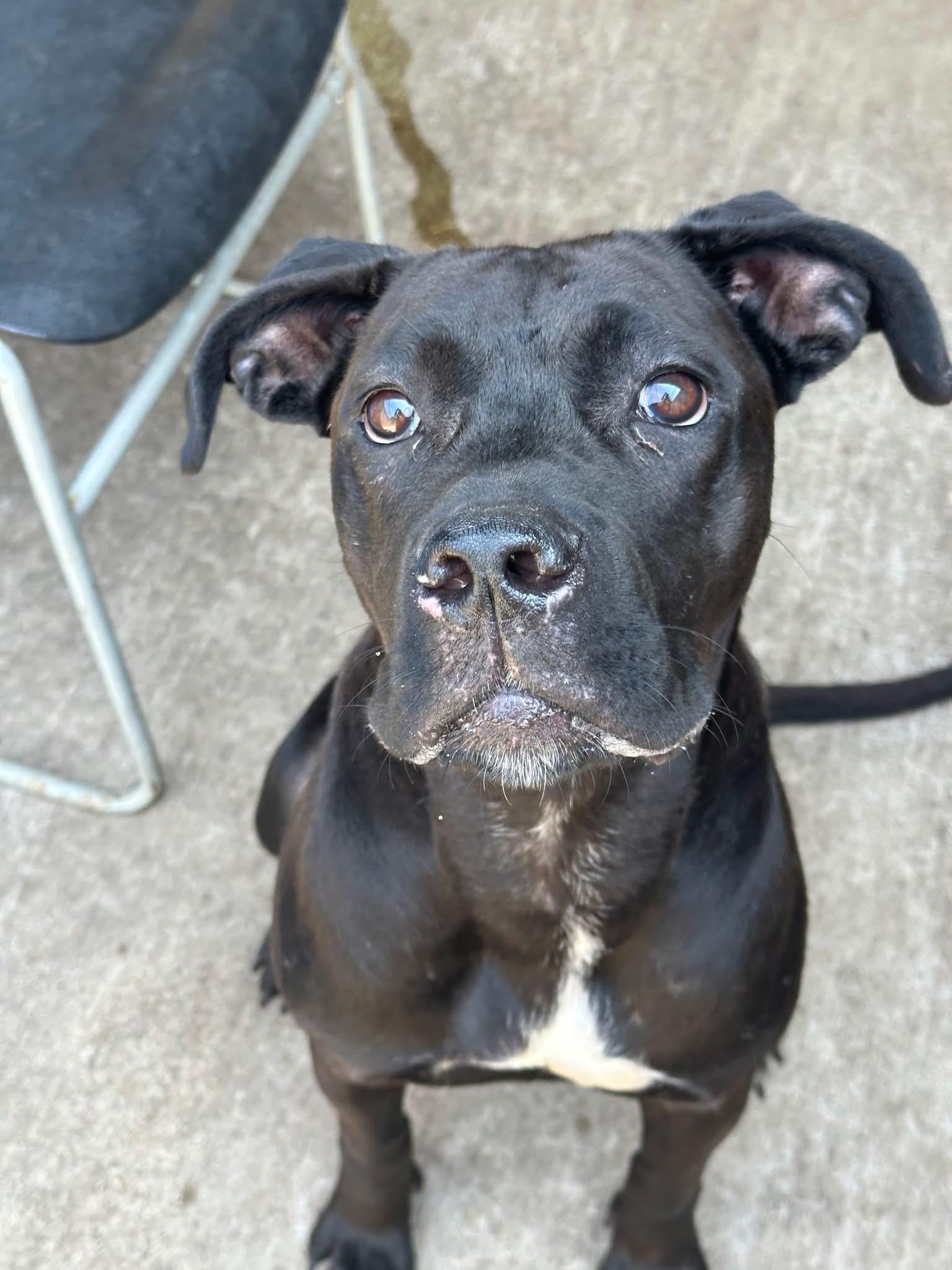Sybil, ADOPTABLE, Adult Female Pit Bull Terrier.