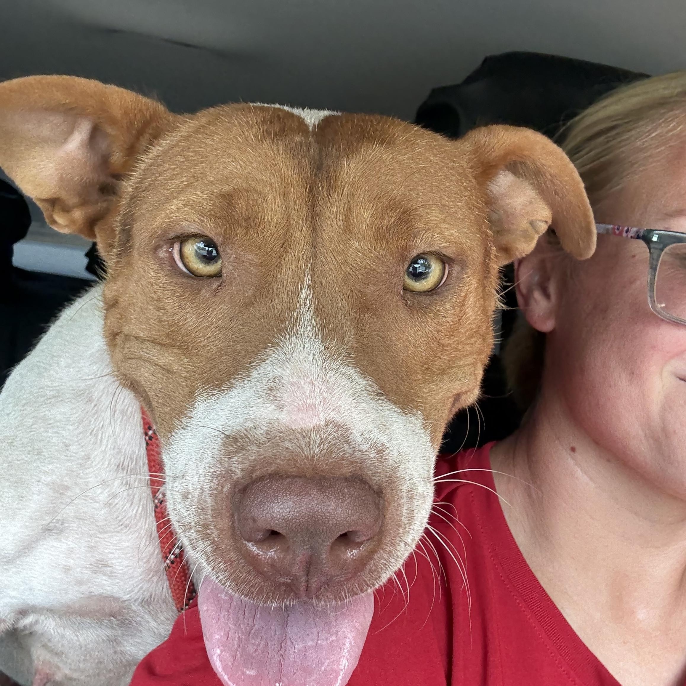 Mama Shugg, a Adoptable mixed breed in South Bend, IN image 1/5