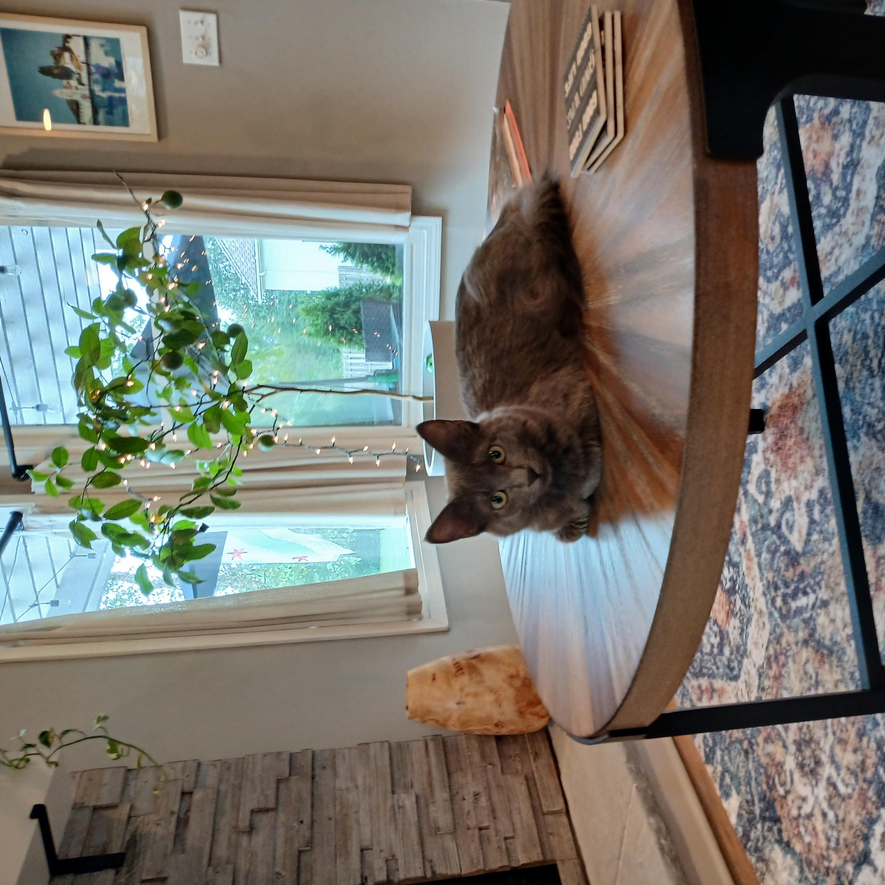 Enlarge Winnie, a Adopted mixed breed in OVERLAND PARK, KS image 5/6