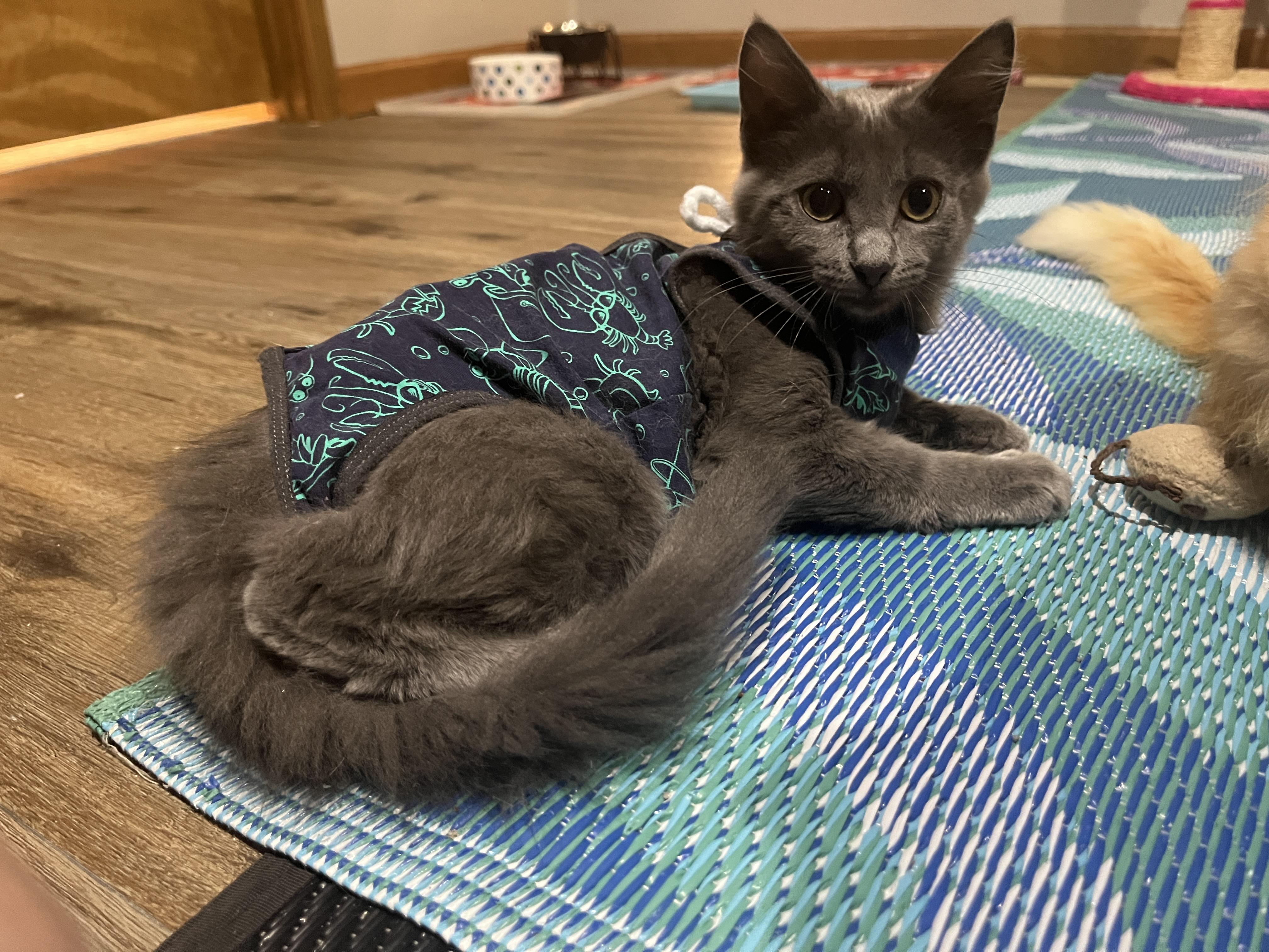 Enlarge Winnie, a Adopted mixed breed in OVERLAND PARK, KS image 6/6