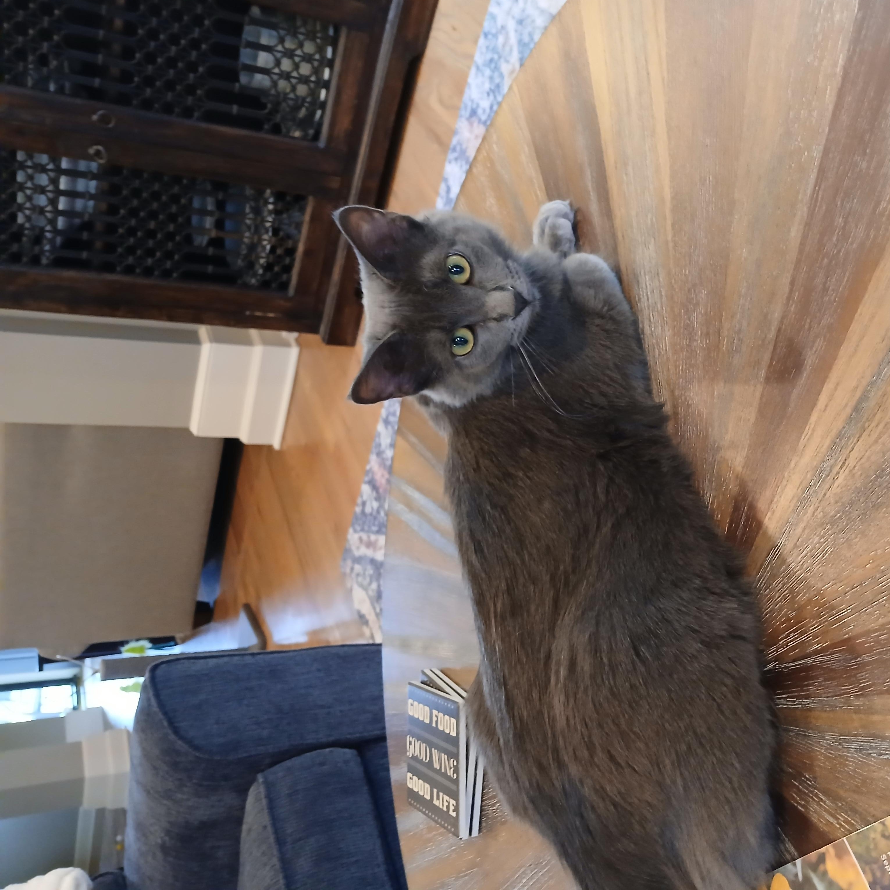 Enlarge Winnie, a Adopted mixed breed in OVERLAND PARK, KS image 2/6