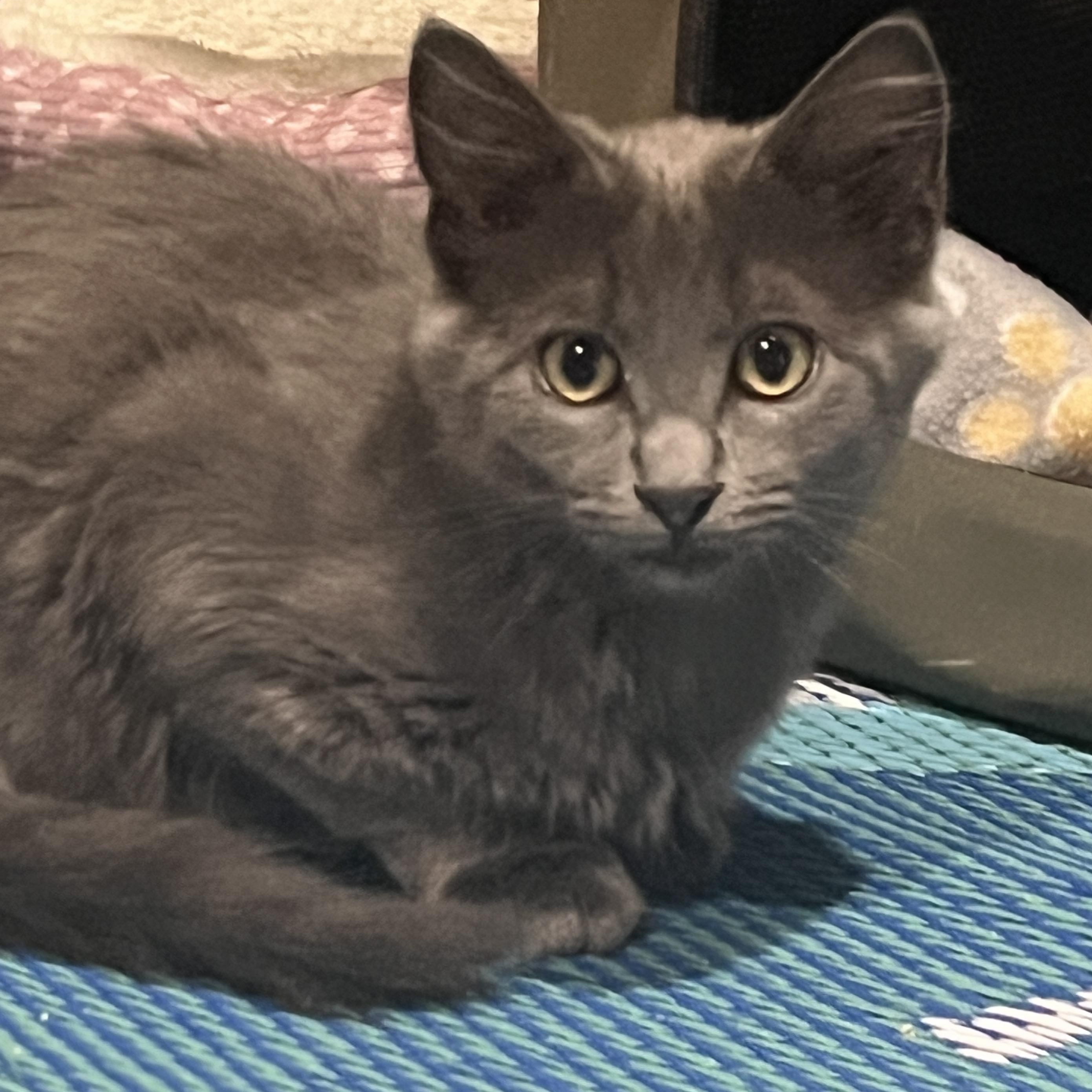 Enlarge Winnie, a Adopted mixed breed in OVERLAND PARK, KS image 1/6