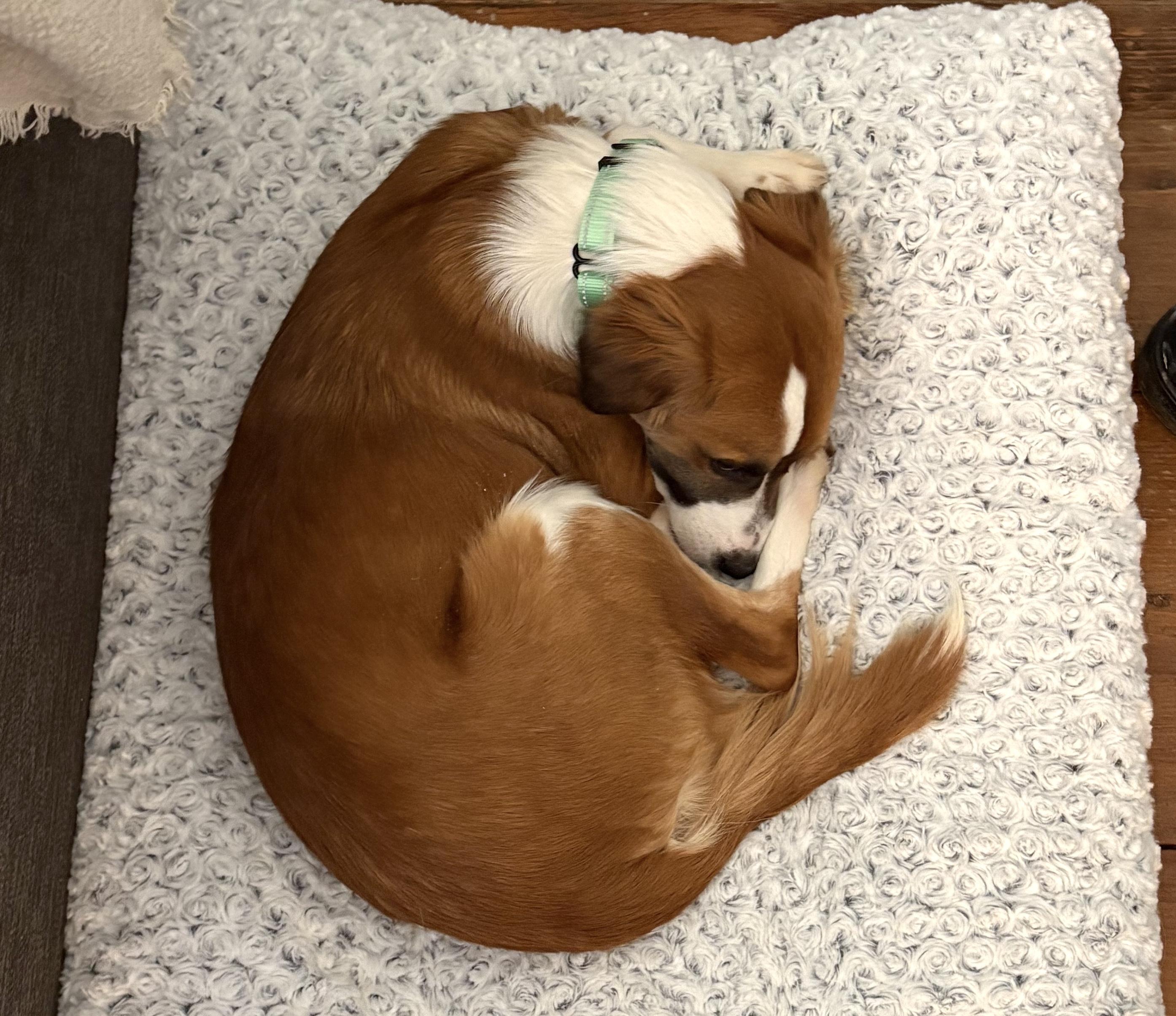 Apricot, an adopted mixed breed in Brooklyn, NY image 5/6