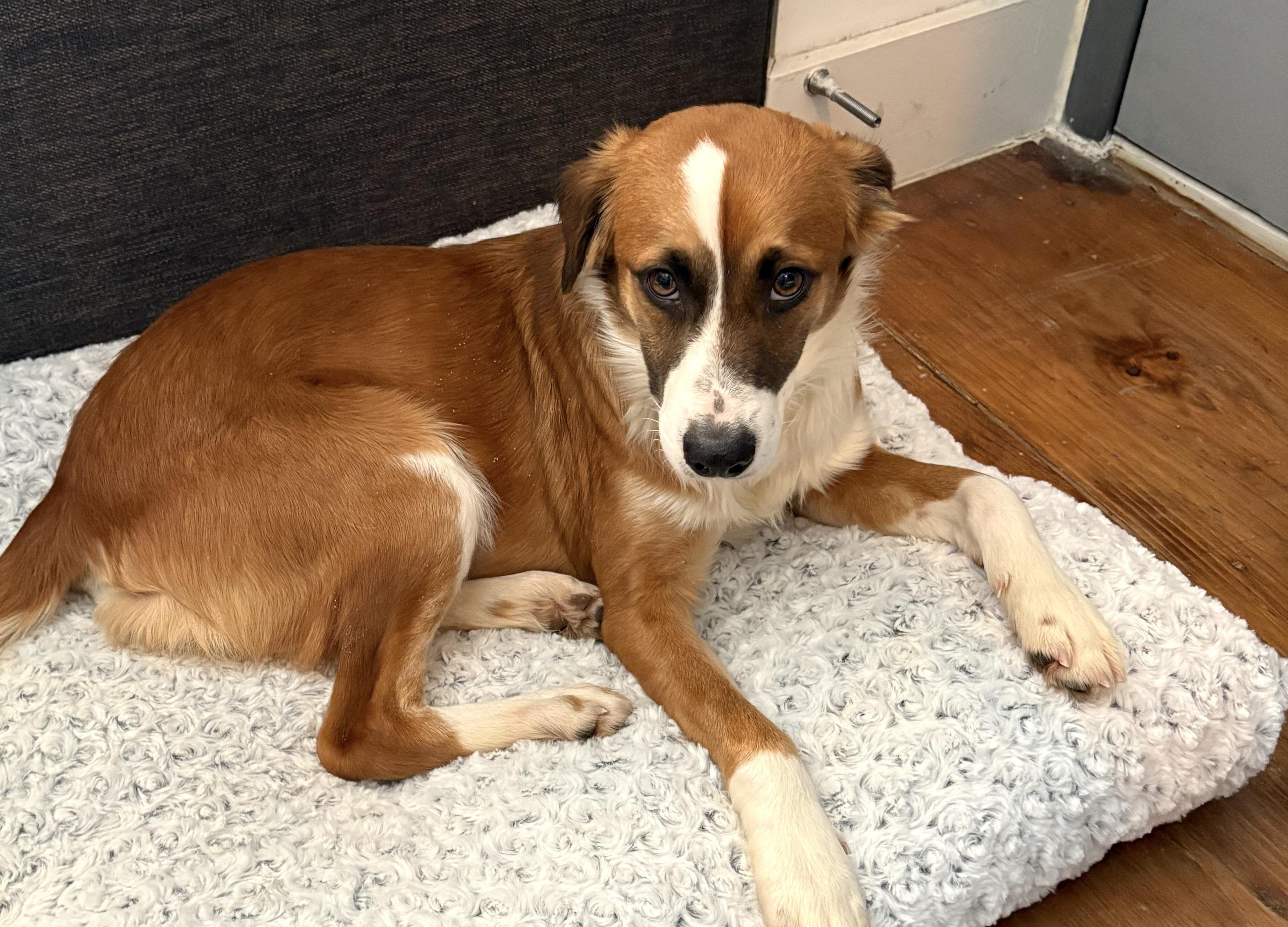 Apricot, an adopted mixed breed in Brooklyn, NY image 2/6