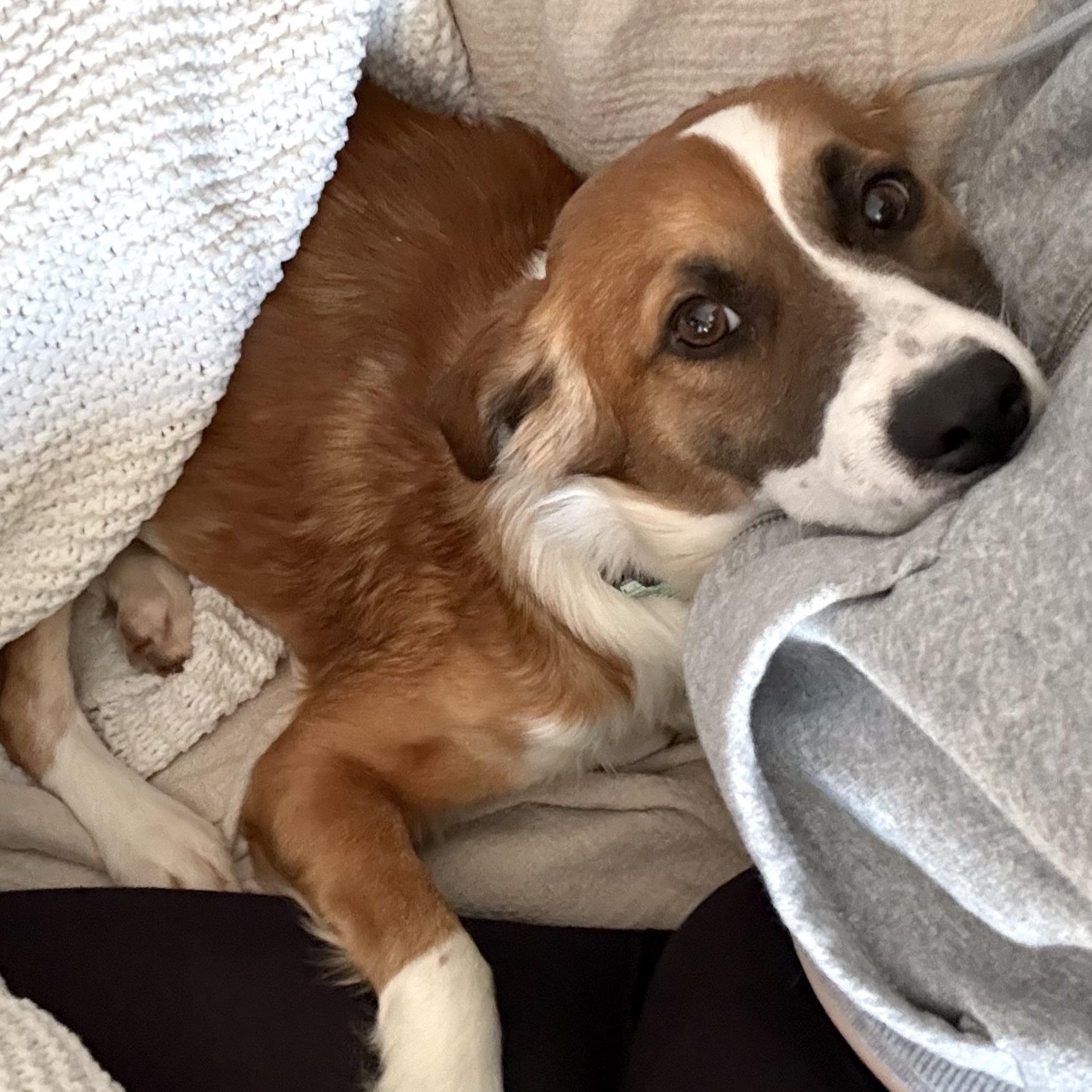 Apricot, an adopted mixed breed in Brooklyn, NY image 1/6