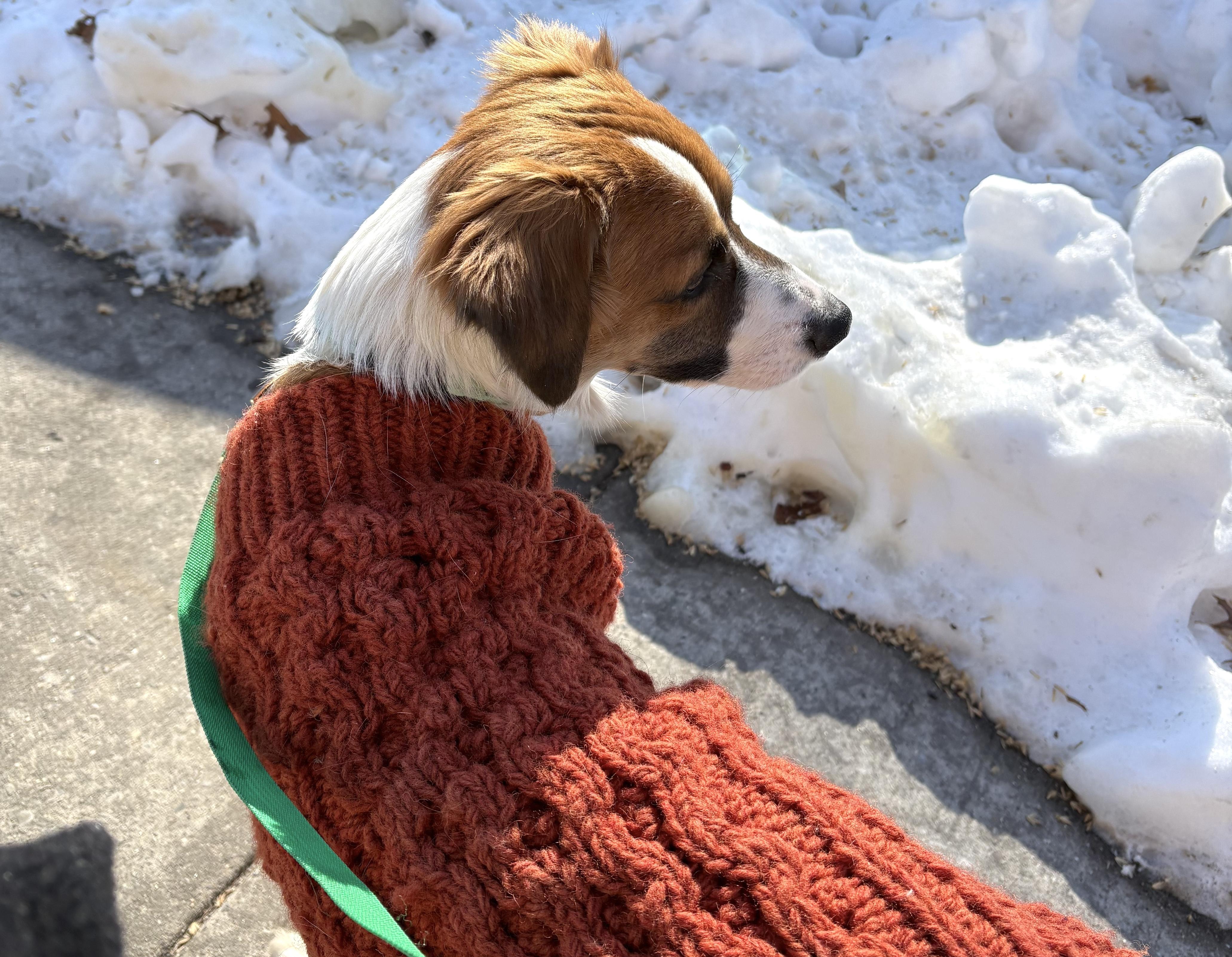 Apricot, an adopted mixed breed in Brooklyn, NY image 4/6