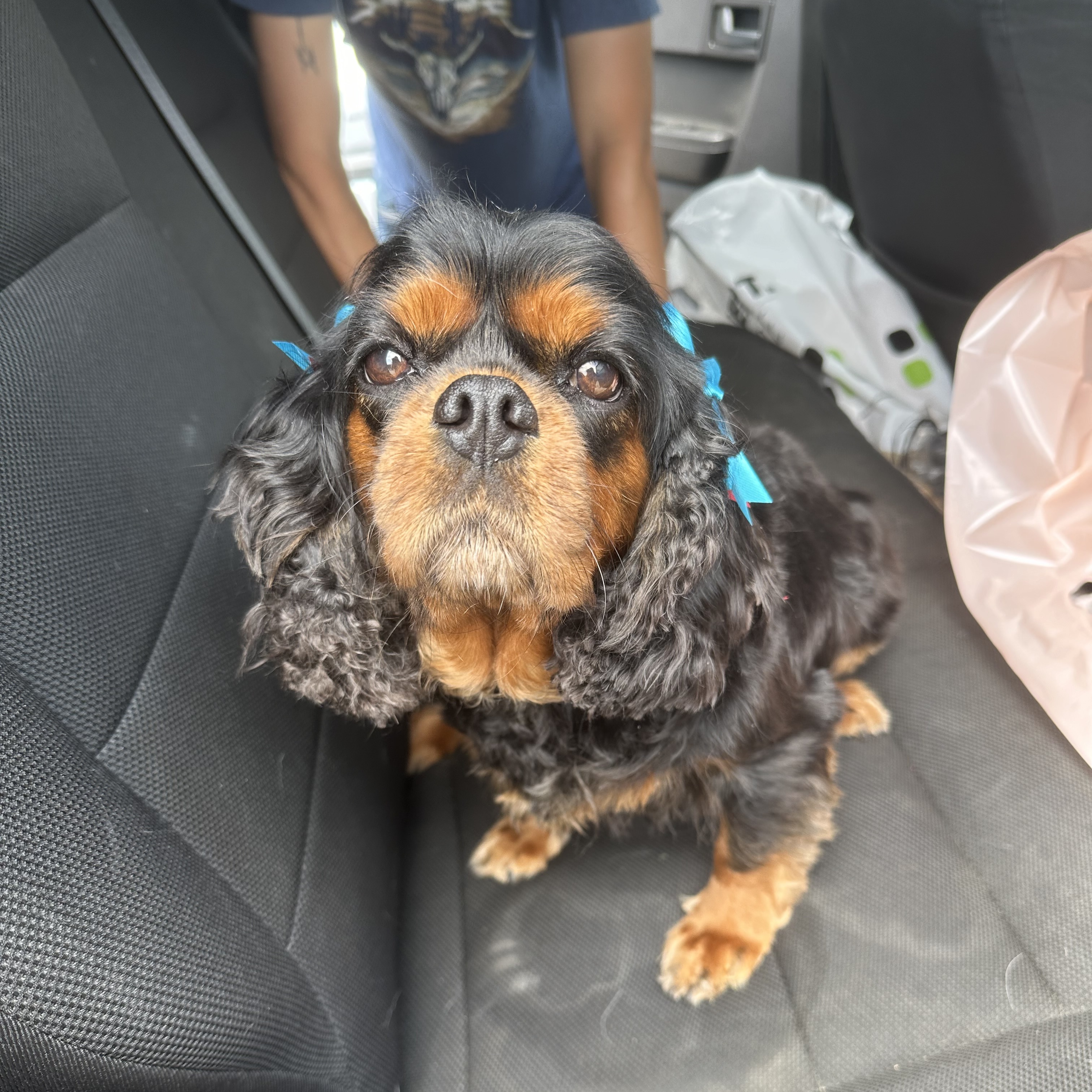 Marge, Adopted, Senior Female Cavalier King Charles Spaniel.