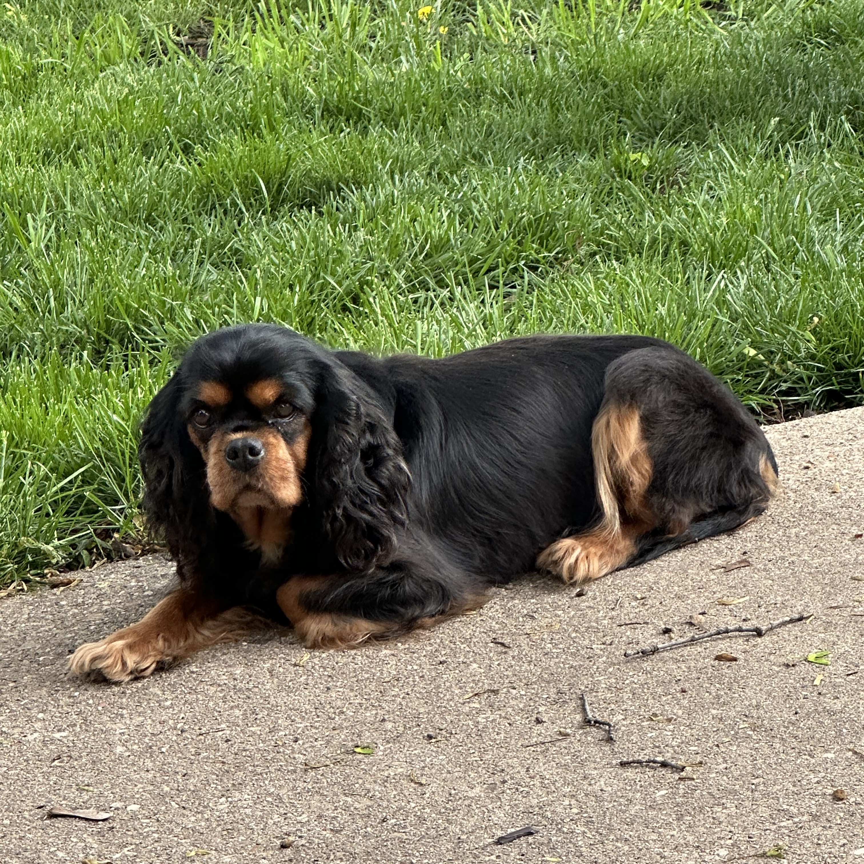 Enlarge Marge, a Adopted Cavalier King Charles Spaniel in Mount Carroll, IL image 3/4