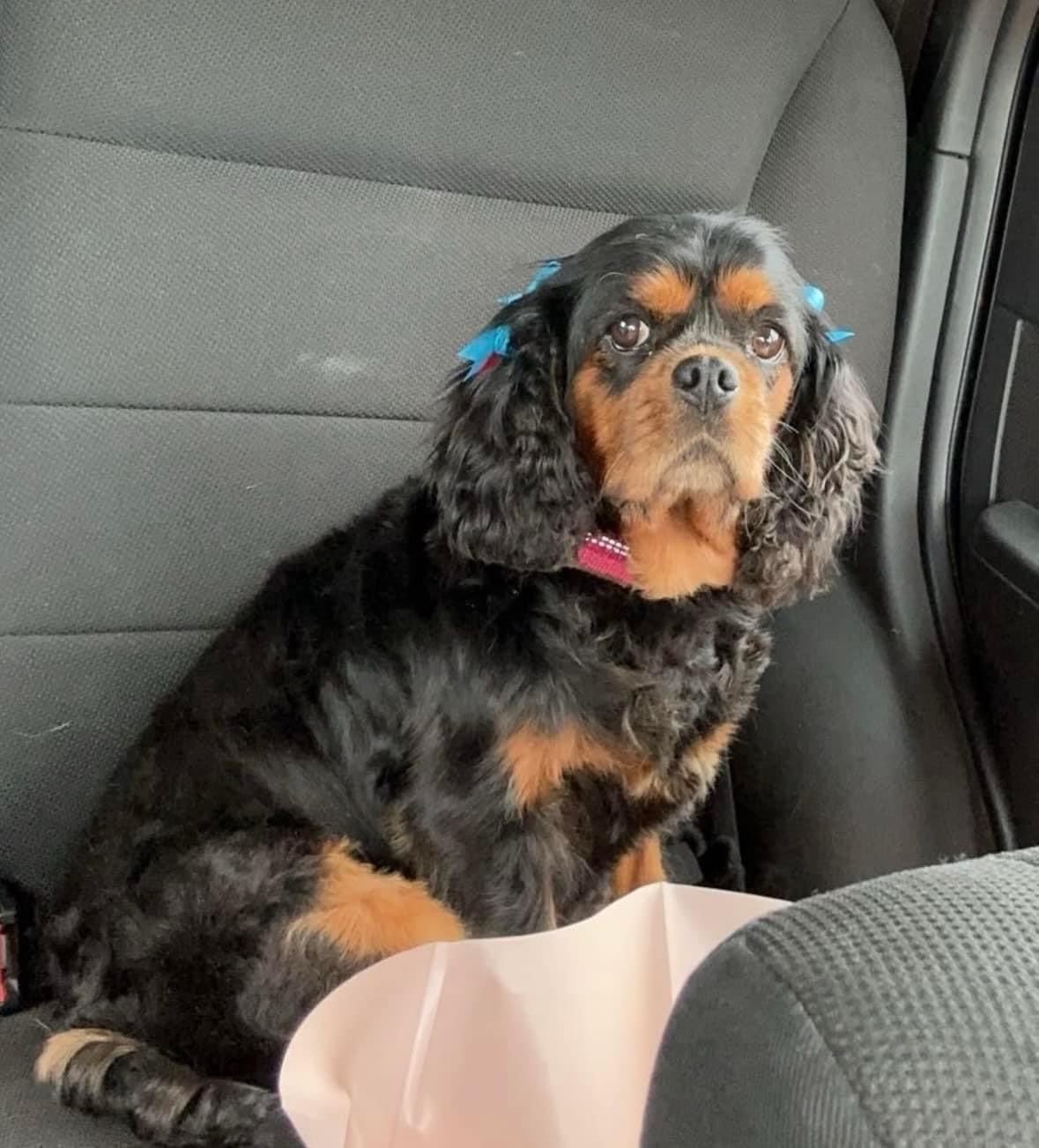 Enlarge Marge, a Adopted Cavalier King Charles Spaniel in Mount Carroll, IL image 4/4