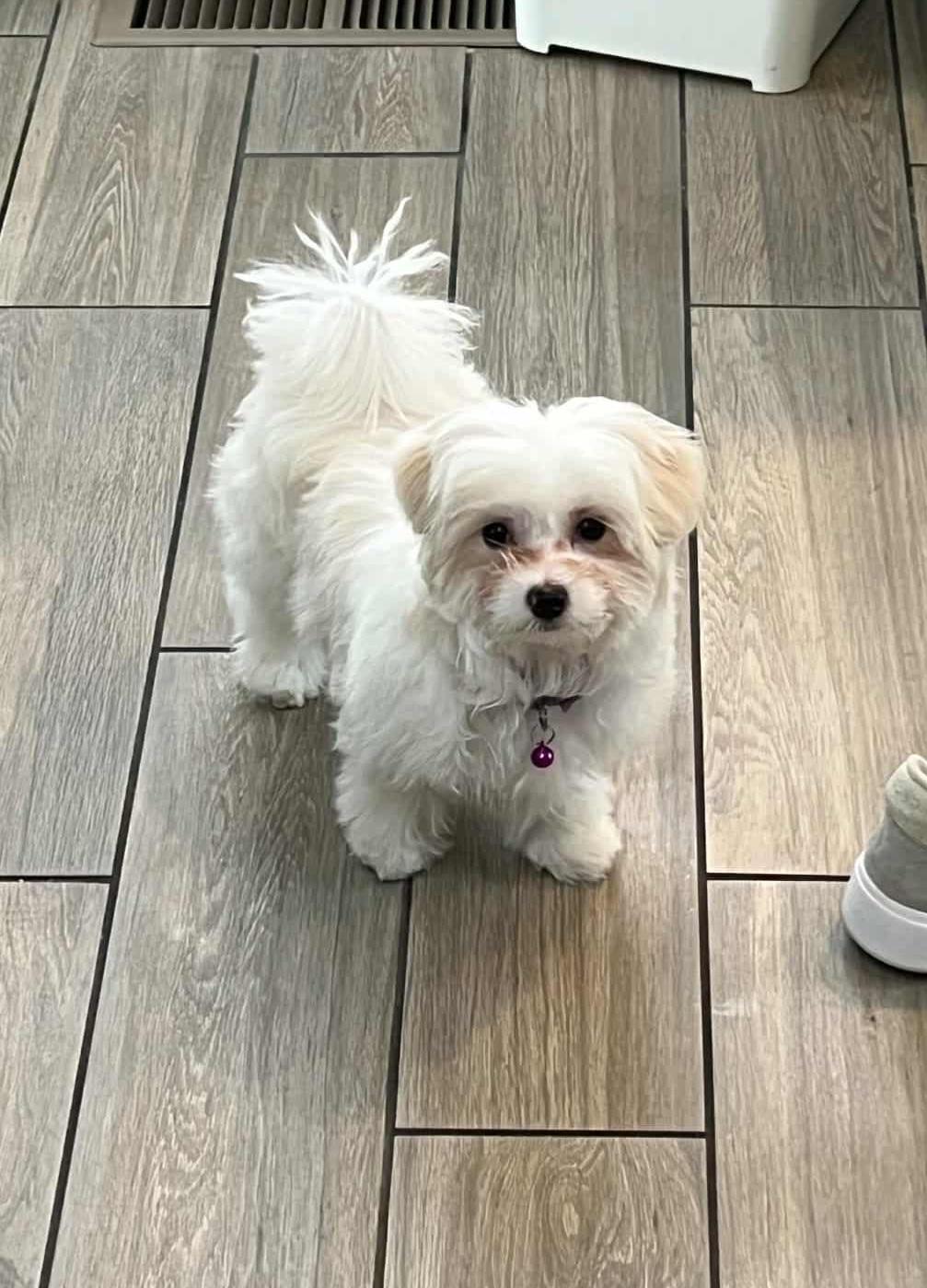 Rena, Adopted, Young Female Maltese.