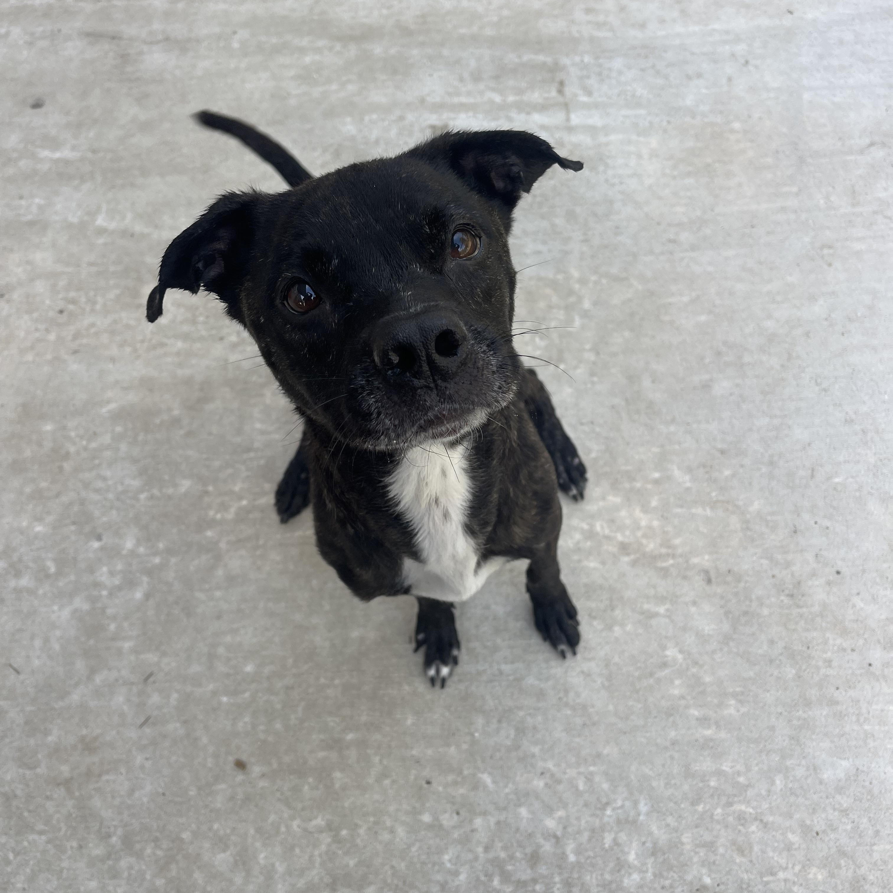 Sweetie, a Adoptable mixed breed in Baton Rouge, LA image 1/6