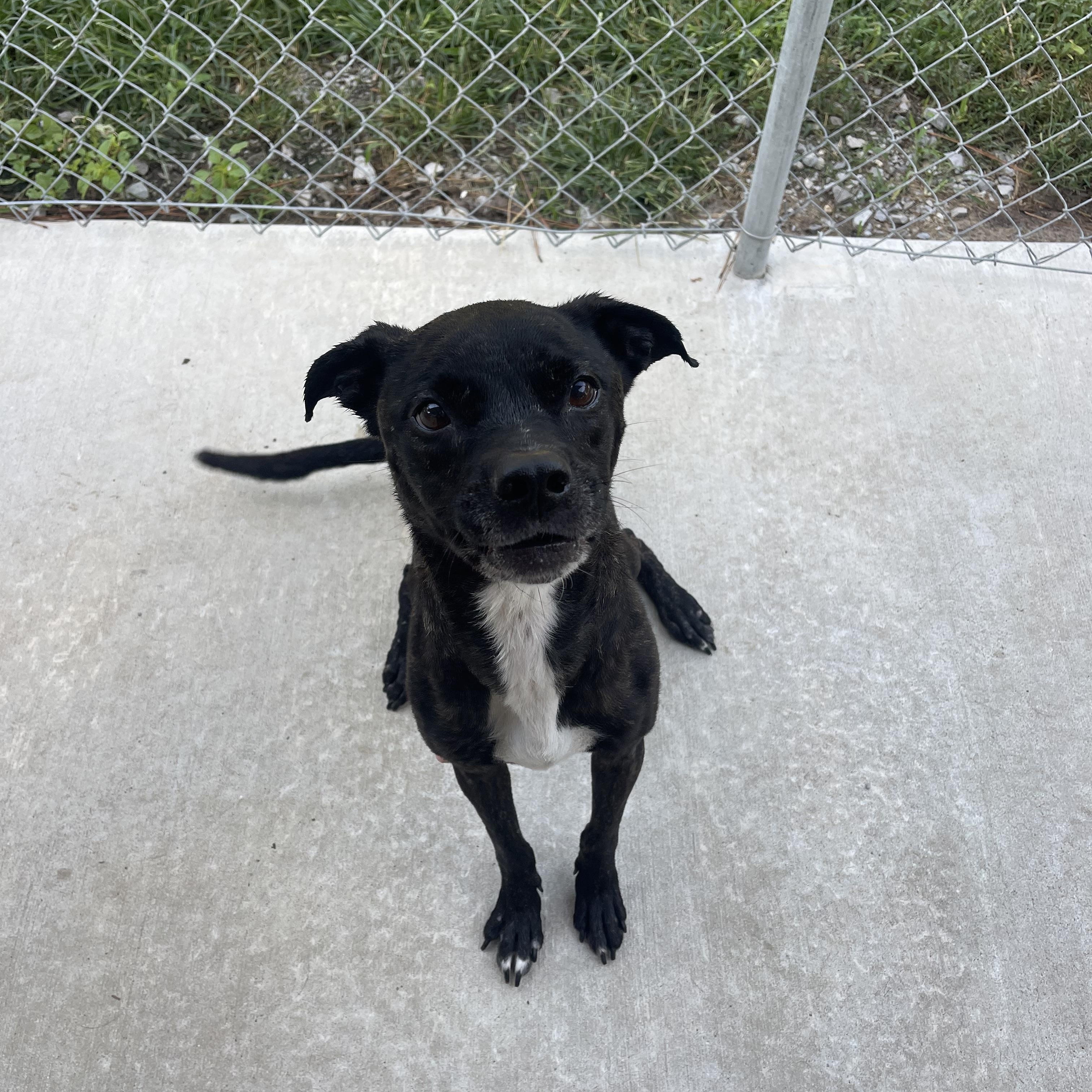 Sweetie, a Adoptable mixed breed in Baton Rouge, LA image 2/6