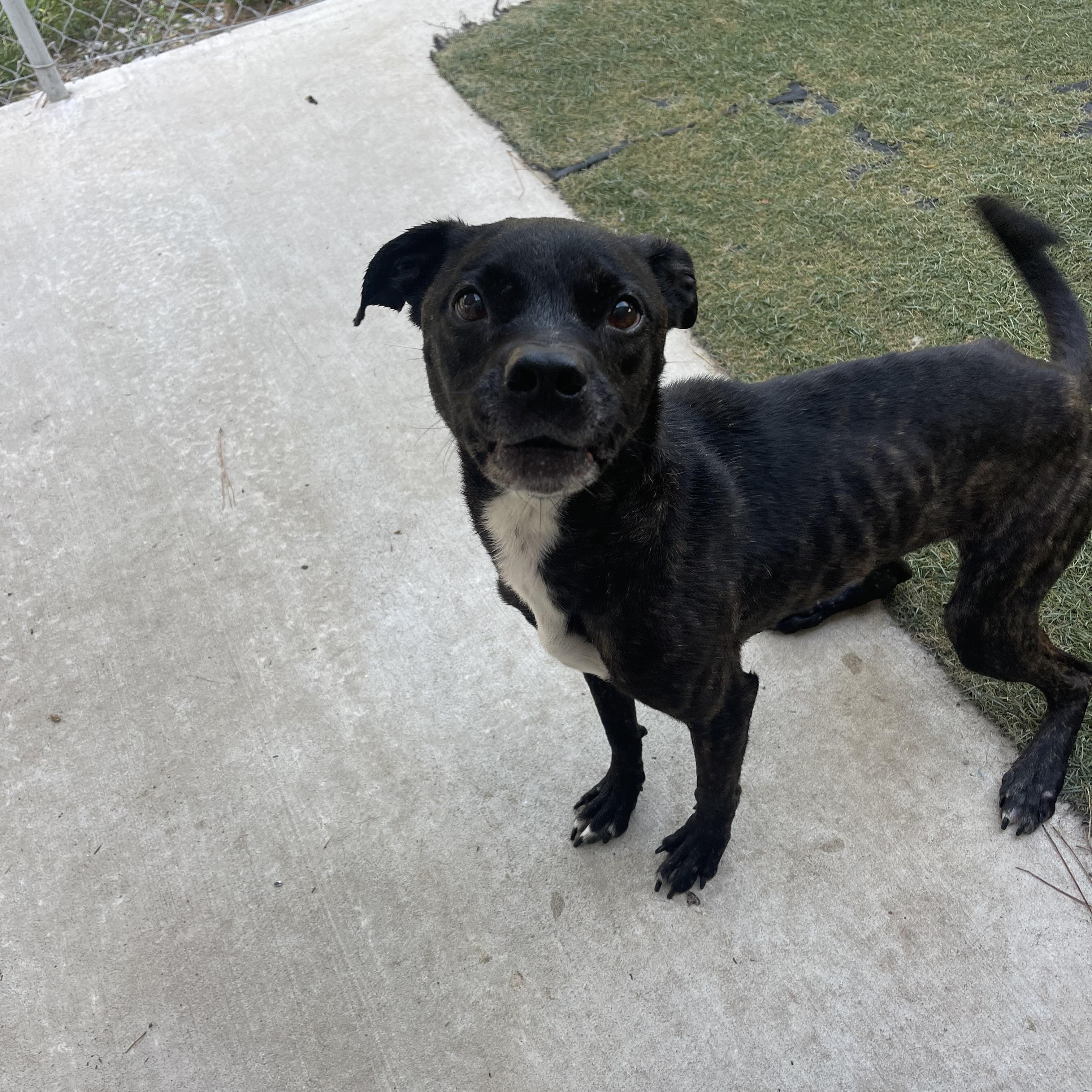 Sweetie, a Adoptable mixed breed in Baton Rouge, LA image 3/6