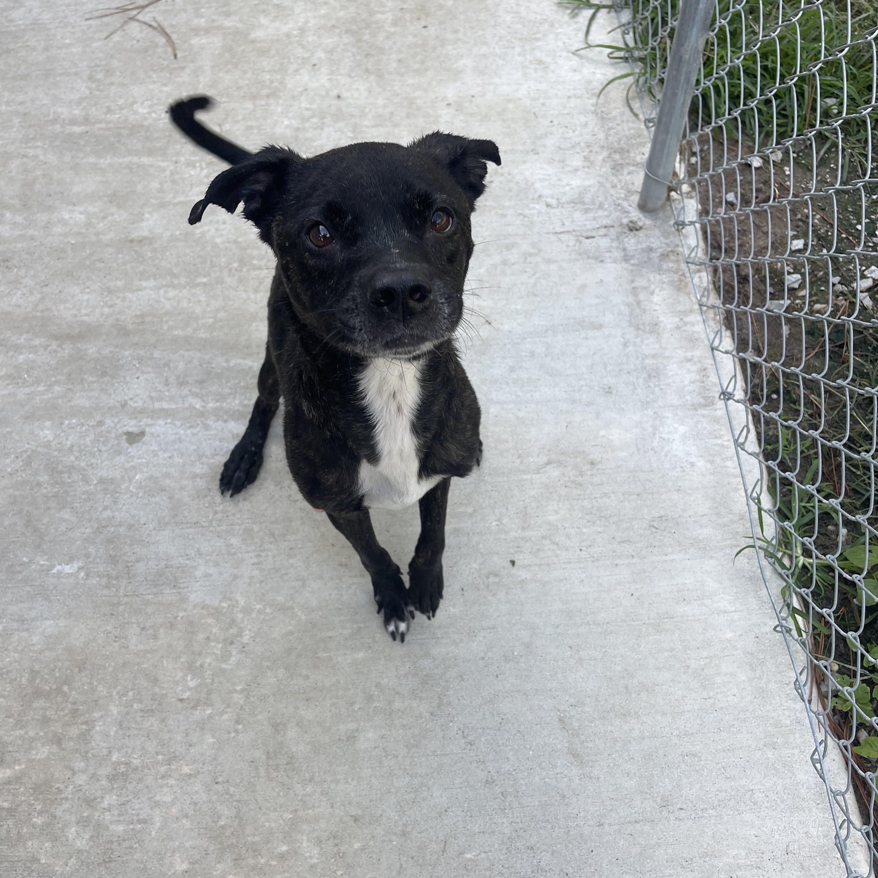 Sweetie, a Adoptable mixed breed in Baton Rouge, LA image 4/6